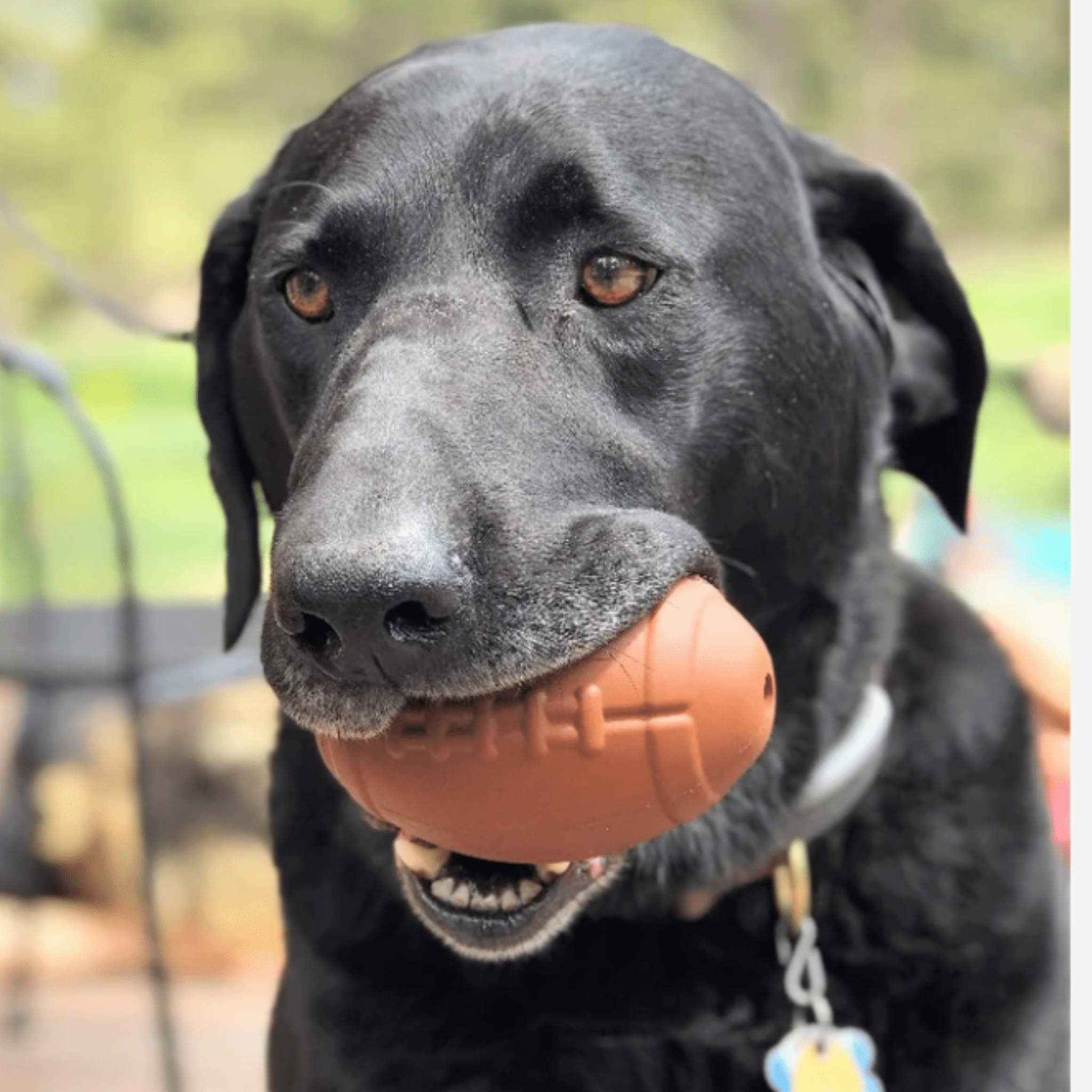 SodaPup Dog Treat Dispenser for Medium to Large Dogs