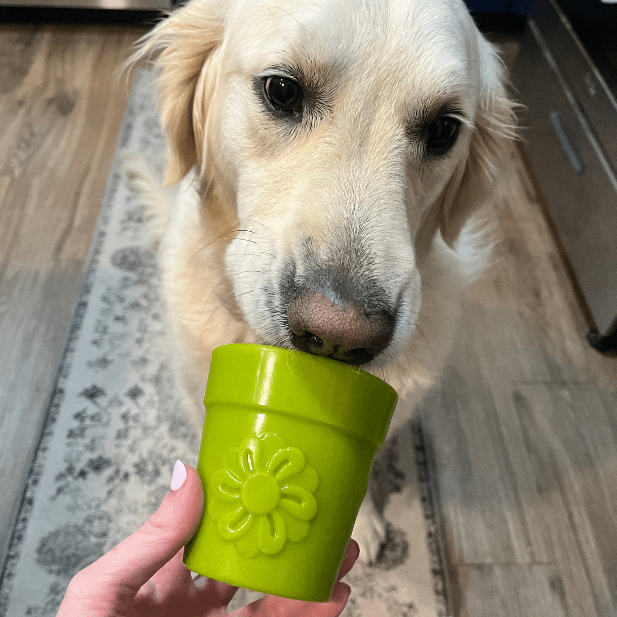 SodaPup Dog Treat Dispenser for Medium to Large Dogs