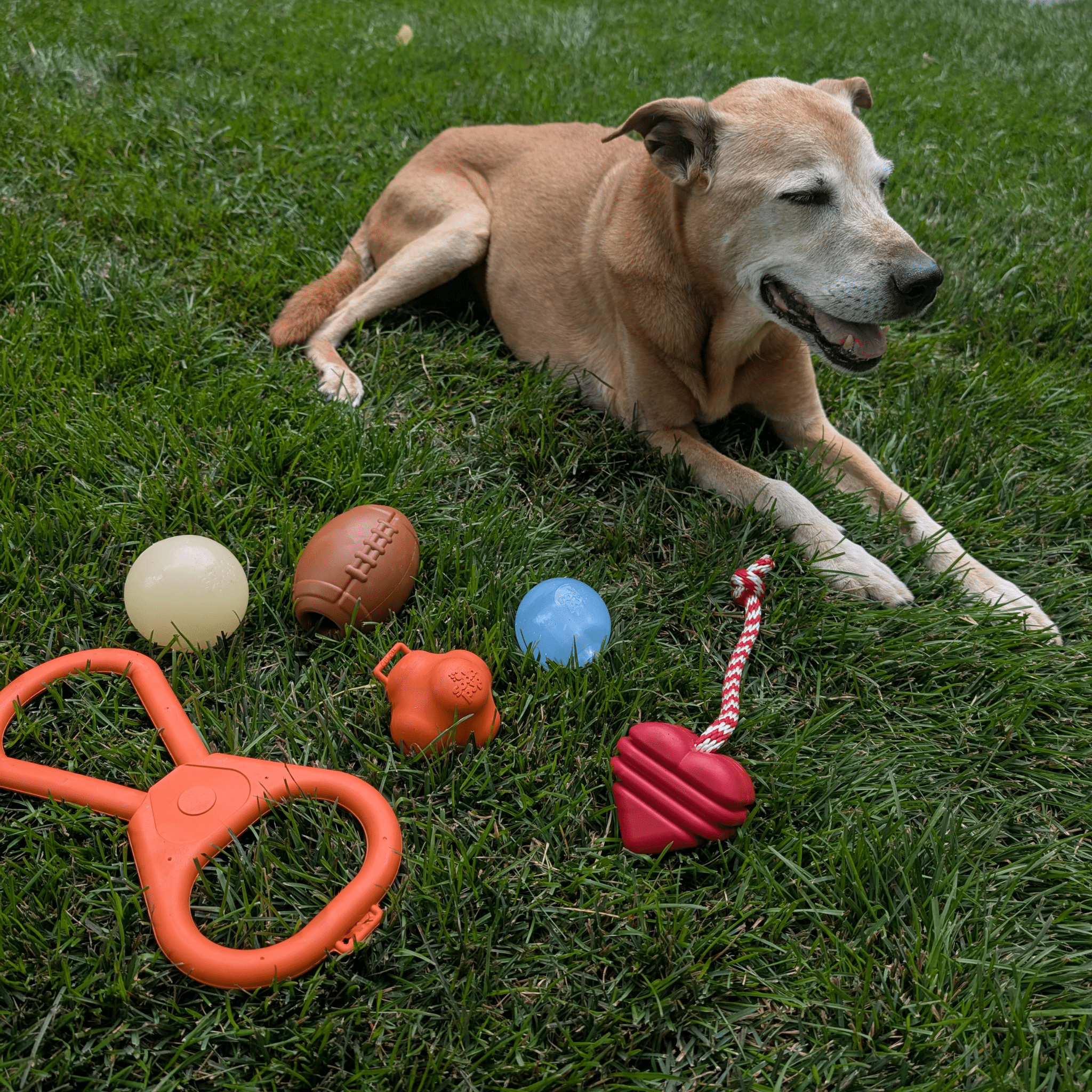 Durable Dog Balls – Floating, Glow, Squeaky, or Light-Up Options