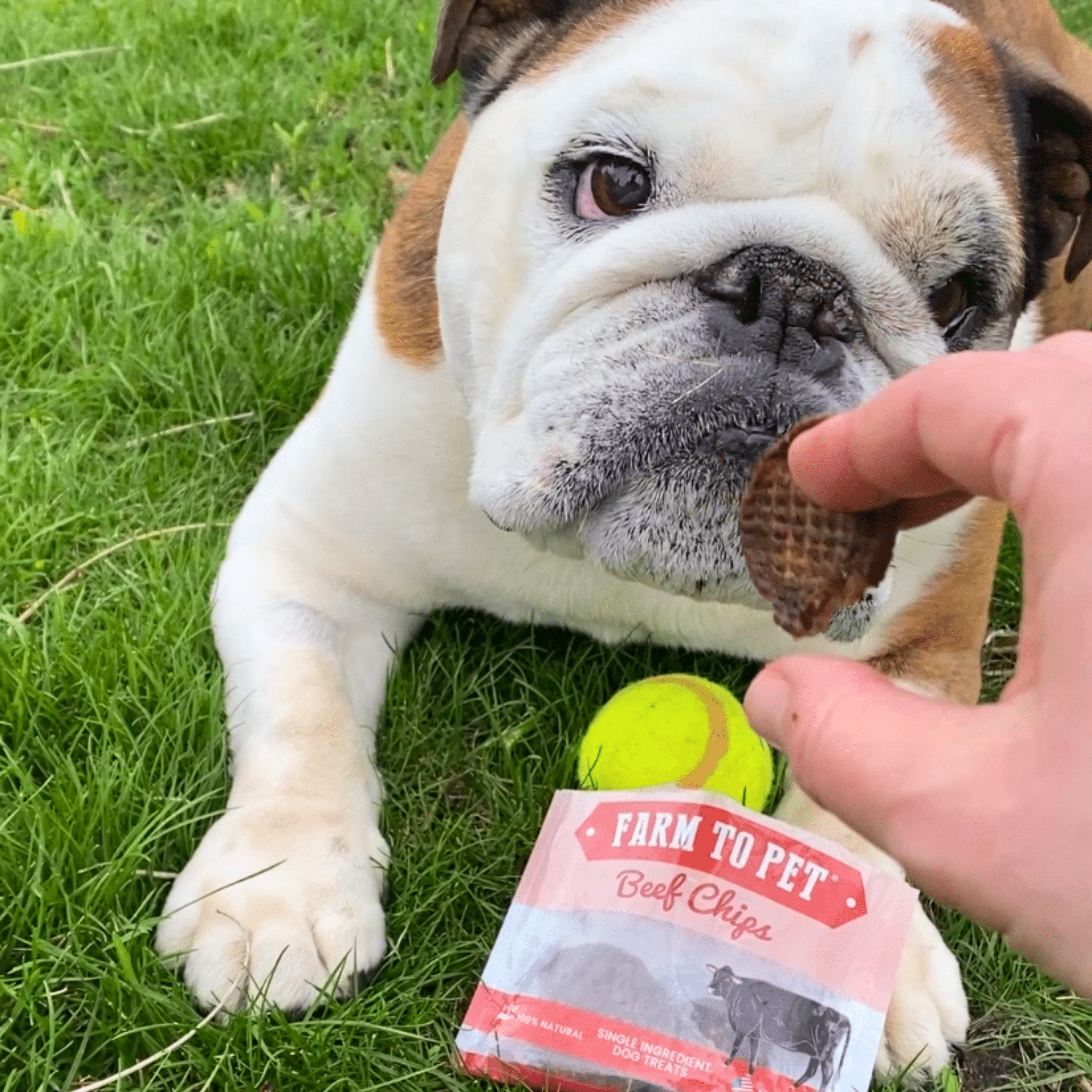Beef Chip Snack Pack Bundle for Dogs & Cats, 6-Pack