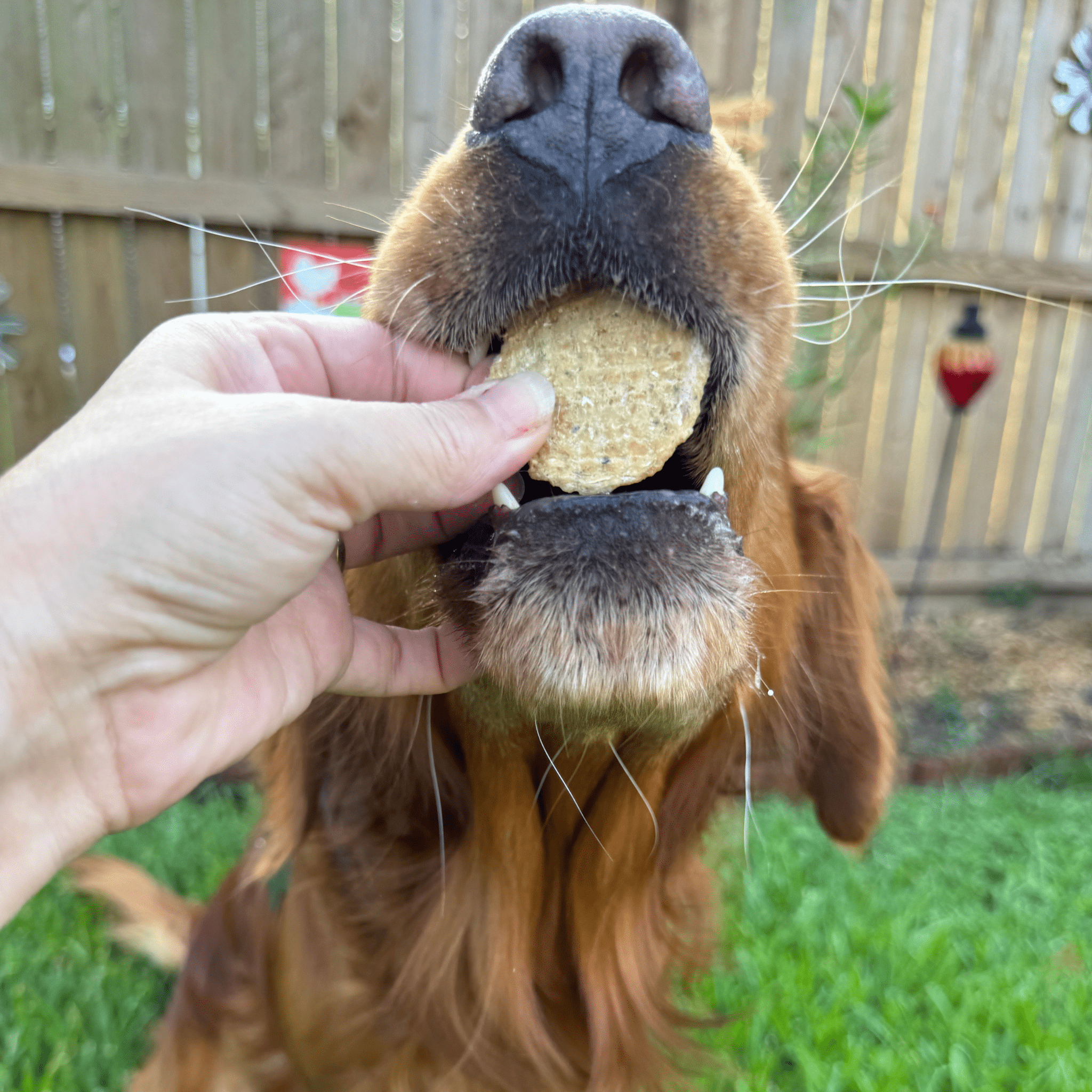 Wild-Caught Walleye Fish Chips for Dogs & Cats