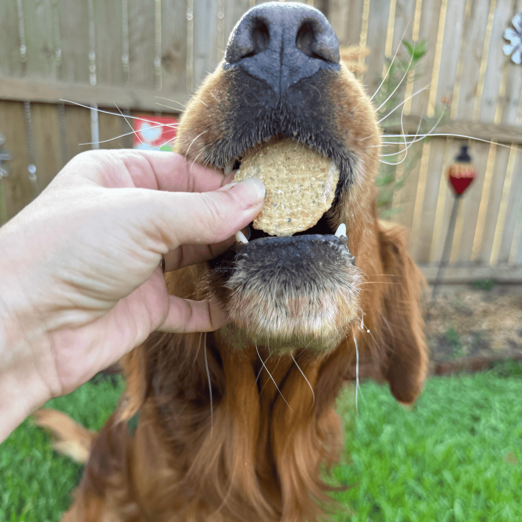Walleye Fish Chip Snack Pack for Dogs & Cats, 6 Pieces