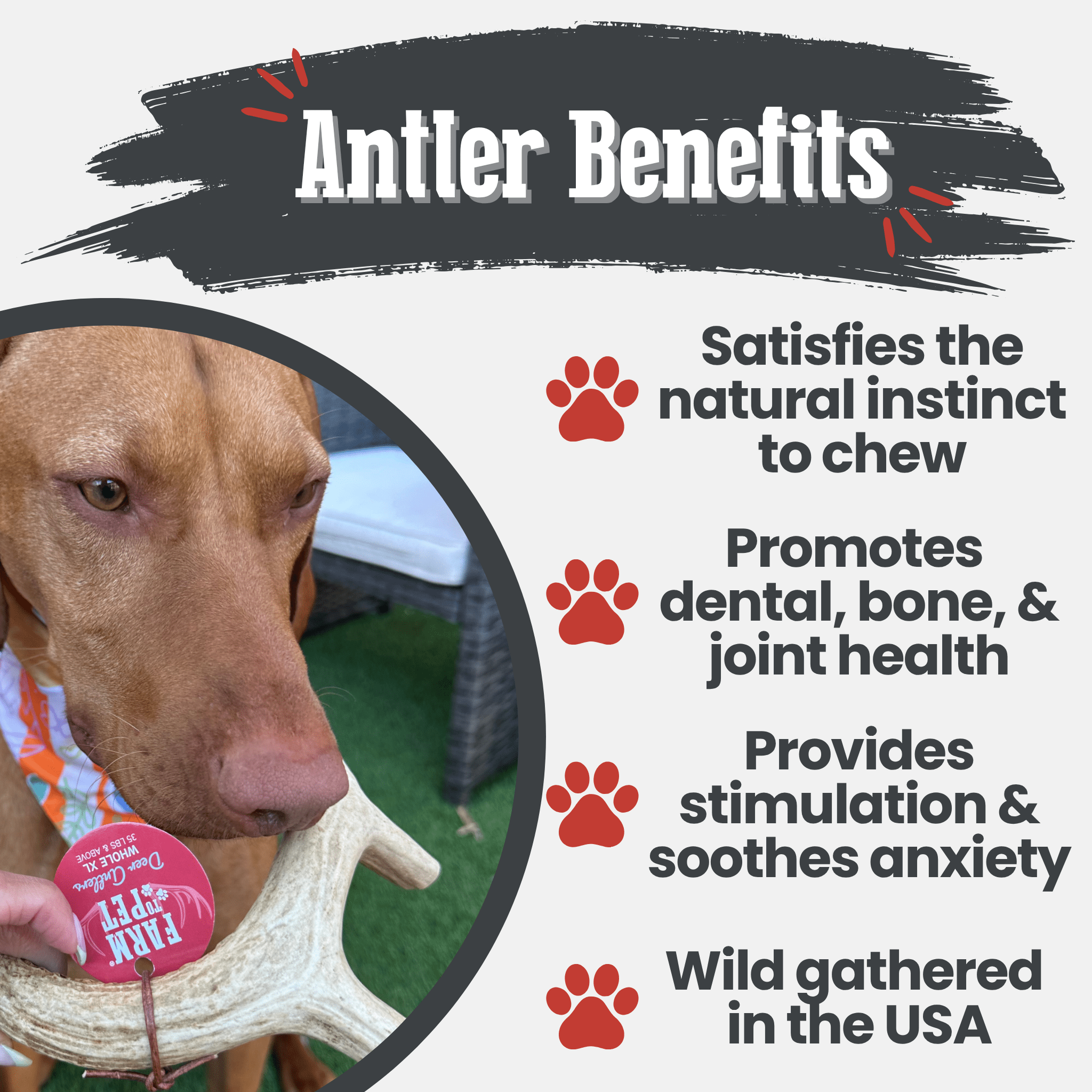 Whole Deer Antler Chew for Large Dogs (35 lbs and Up)
