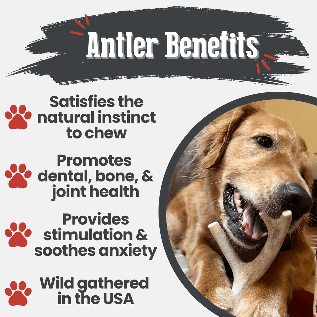 Whole Deer Antler Chew for Large Dogs (35 lbs and Up)