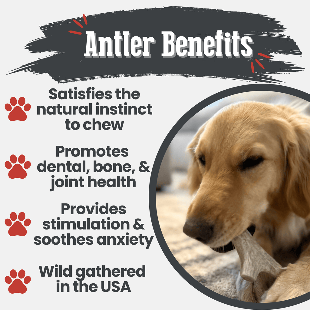 Whole Deer Antler Chew for Large Dogs (35 lbs and Up)