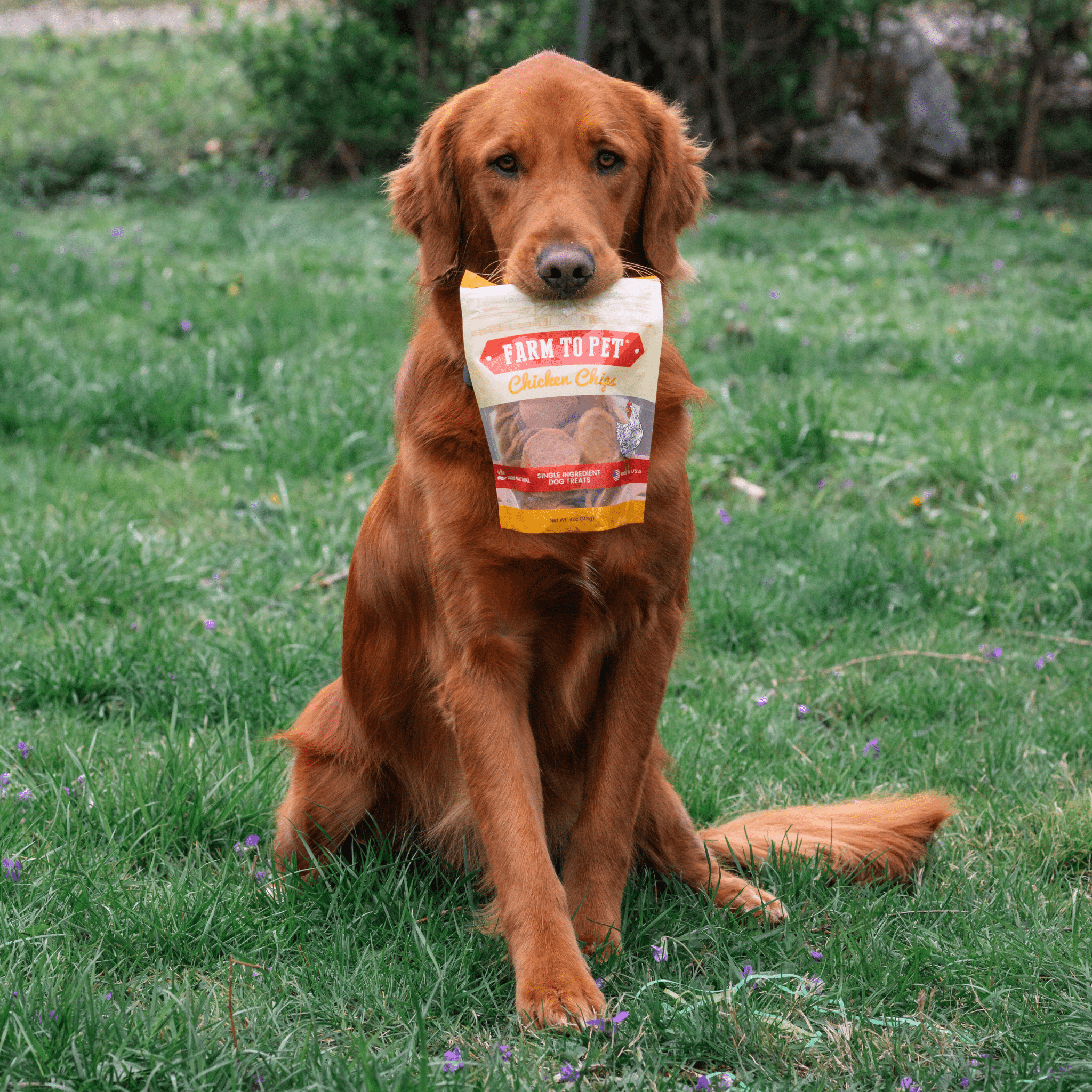 Chicken Chips Dog Treats – Single Ingredient, USA Made