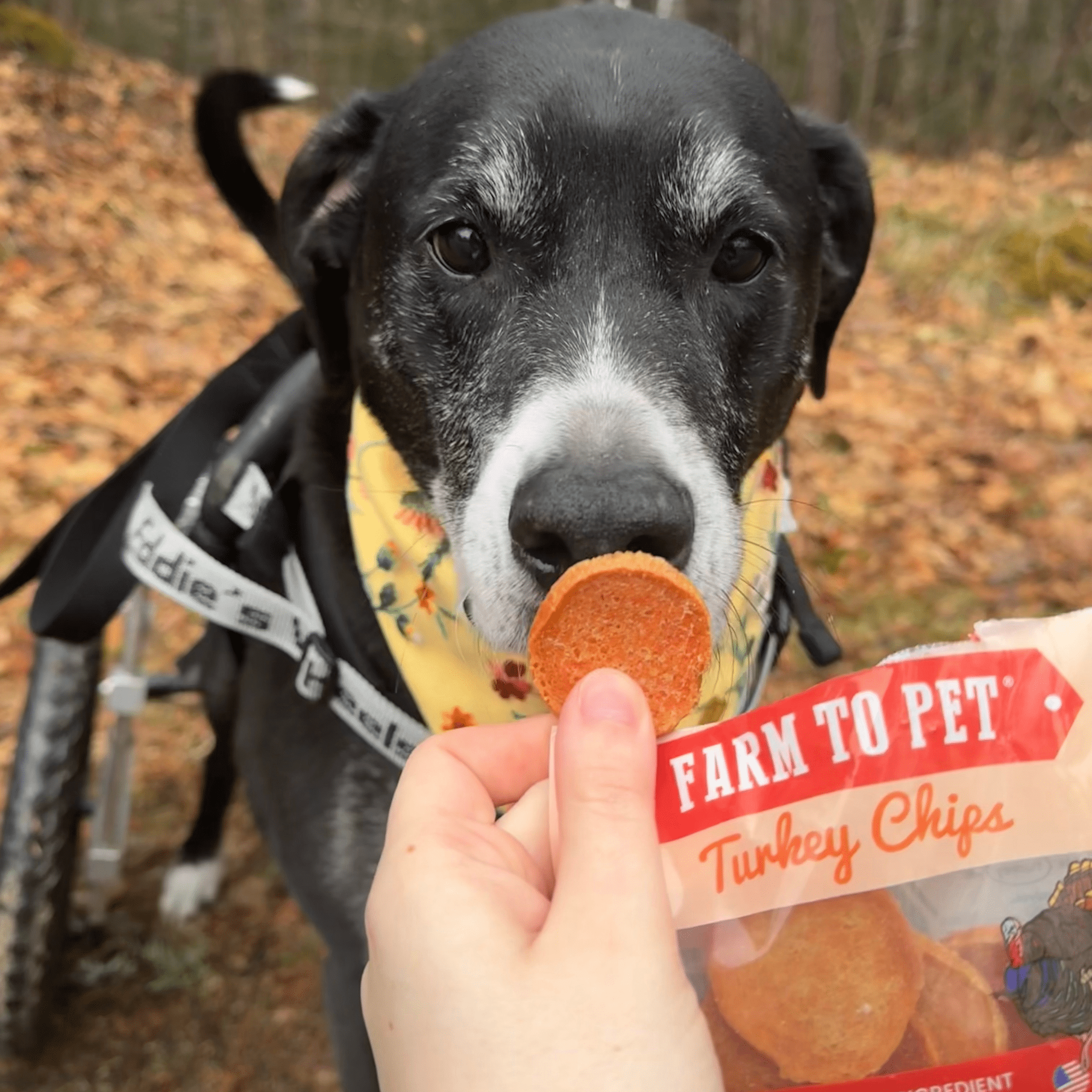 Turkey Chips Snack Pack for Dogs & Cats, 6 Pieces