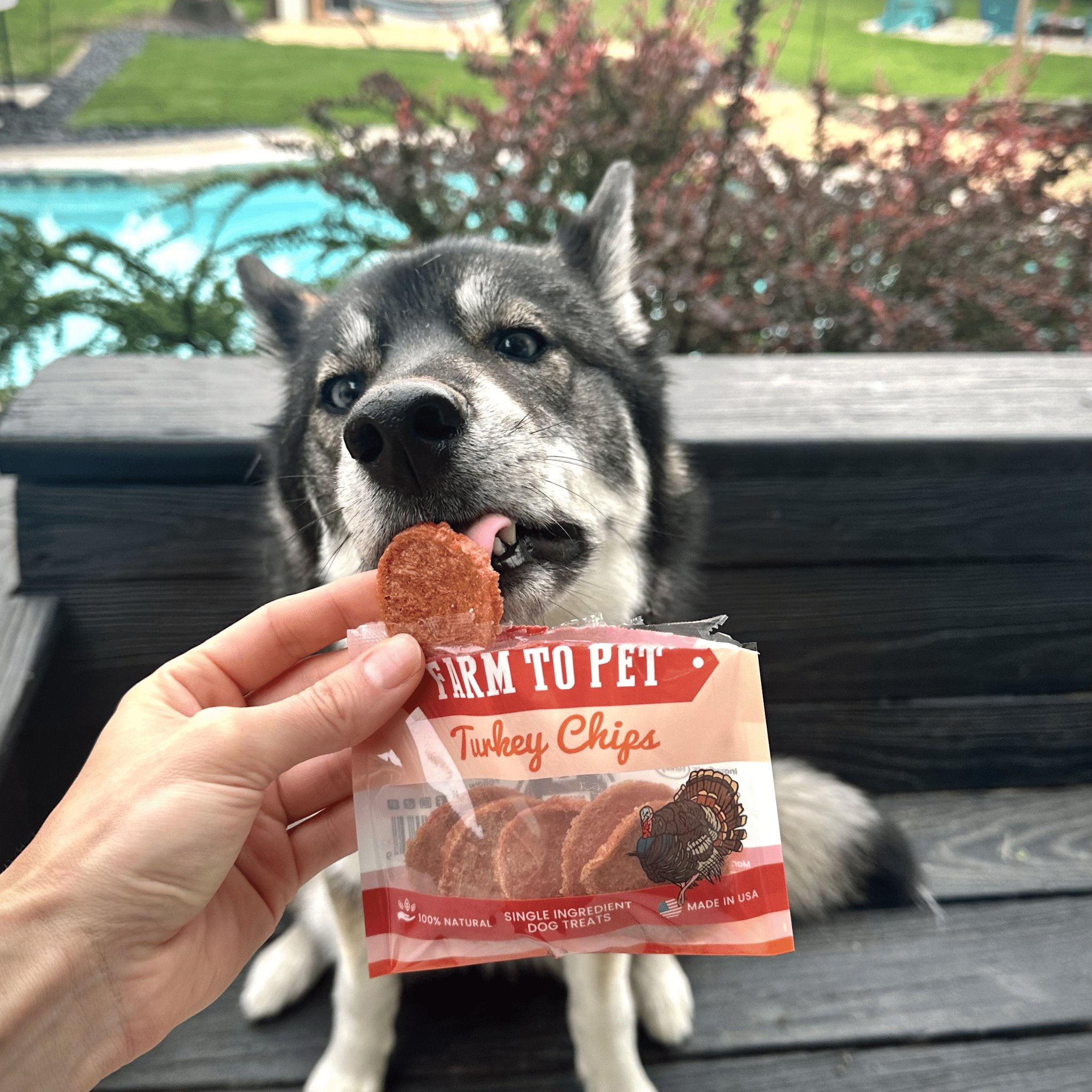 Turkey Chips Snack Pack for Dogs & Cats, 6 Pieces