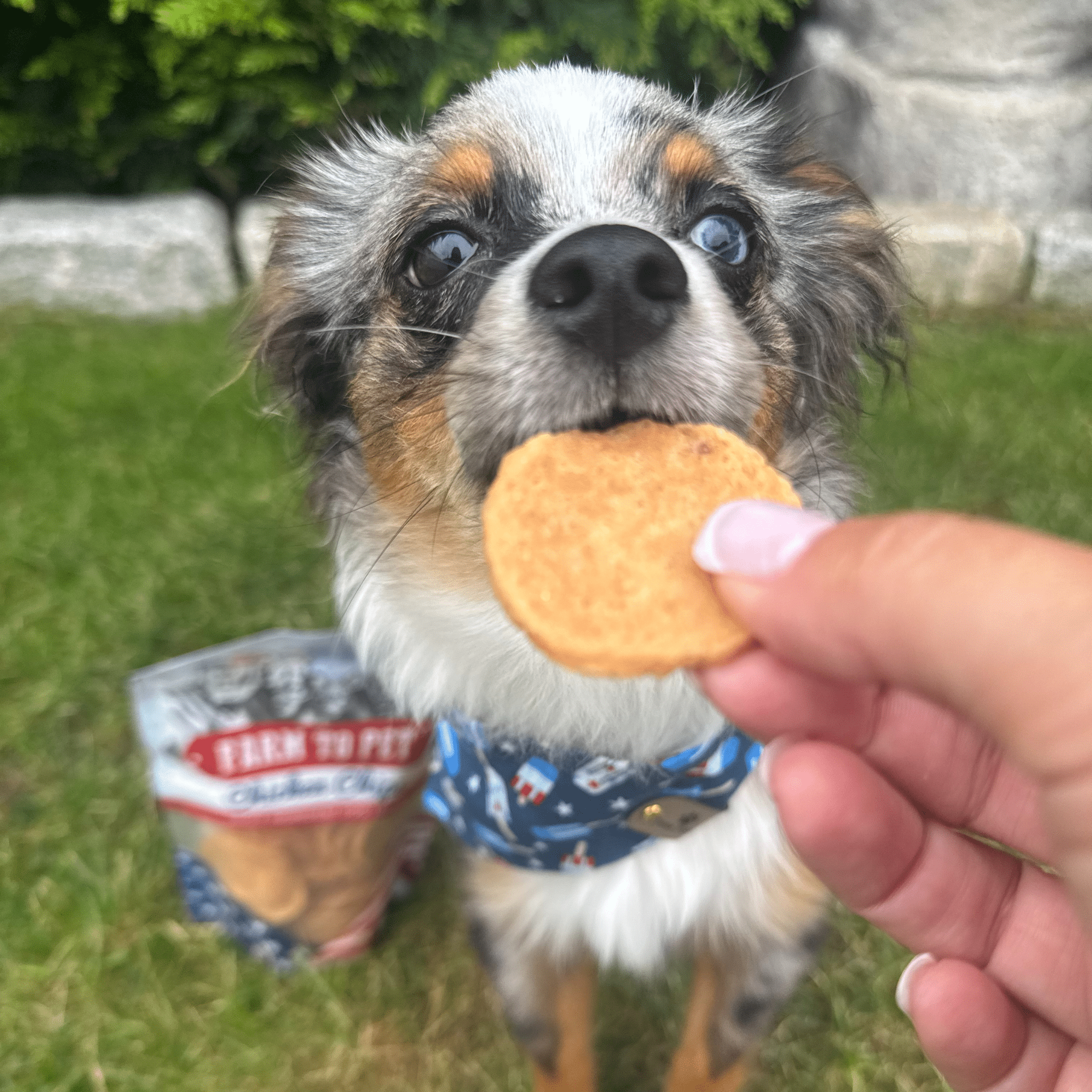 Americana Chicken Chips Dog Treats – Single Ingredient, USA Made