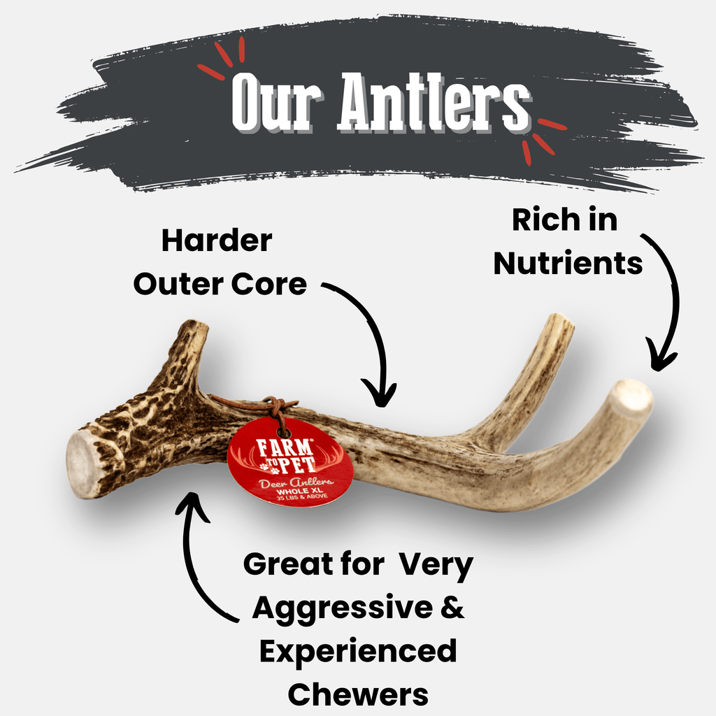 Whole Deer Antler Chew for Large Dogs (35 lbs and Up)