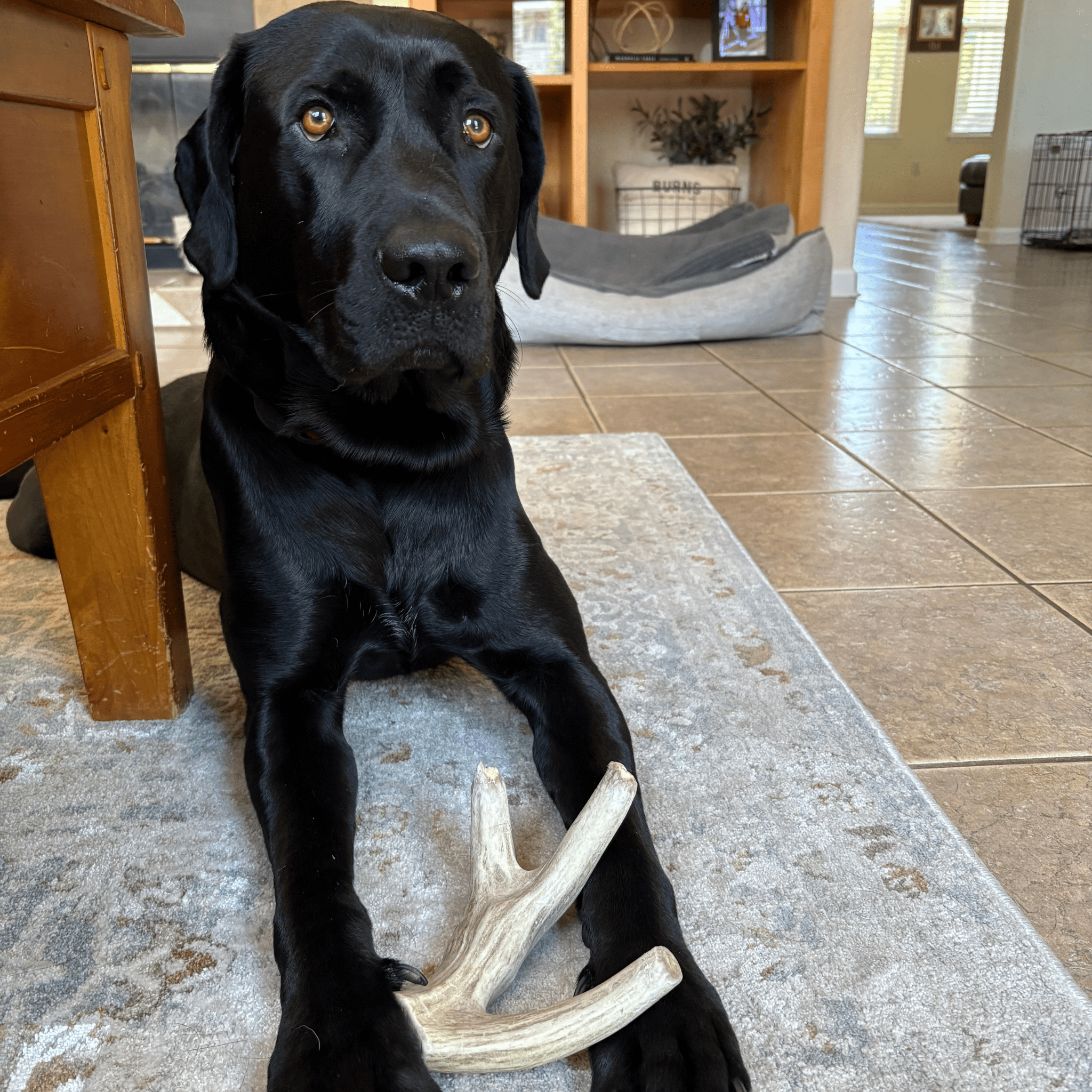 Whole Deer Antler Chew for Large Dogs (35 lbs and Up)