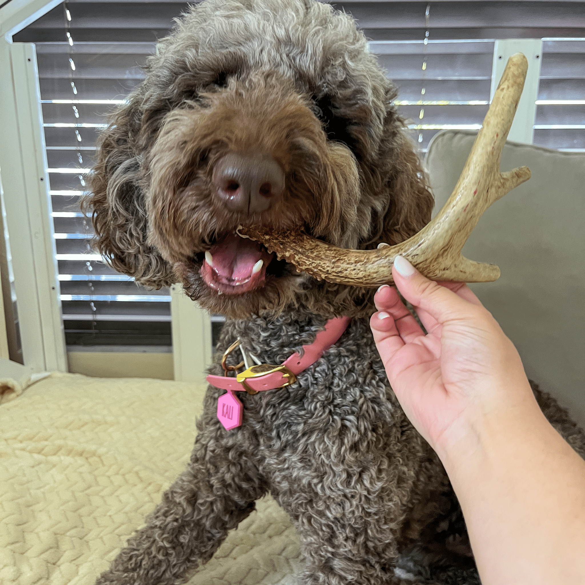Whole Deer Antler Chew for Large Dogs (35 lbs and Up)