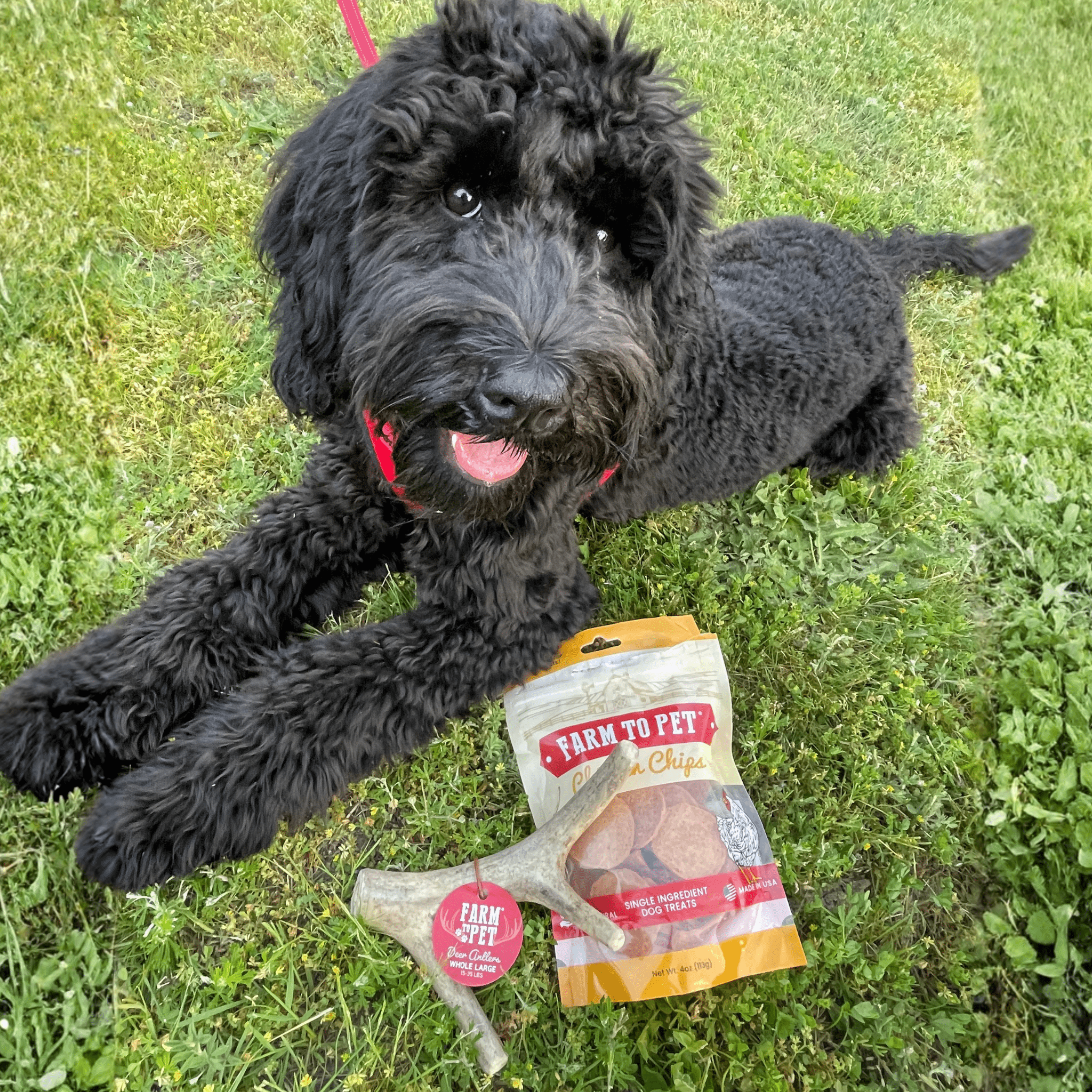 Whole Deer Antler Chew for Large Dogs (35 lbs and Up)