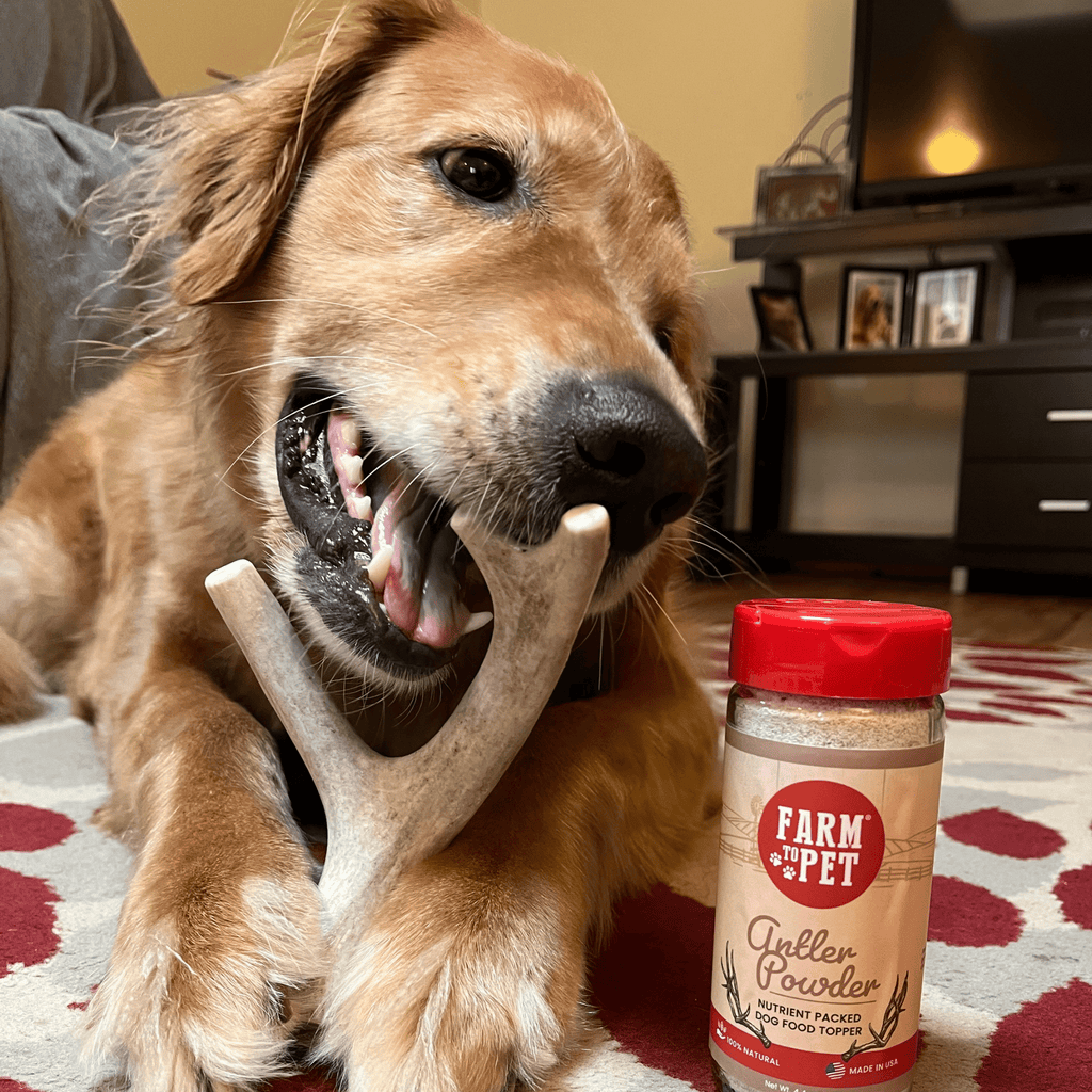Whole Deer Antler Chew for Large Dogs (35 lbs and Up)