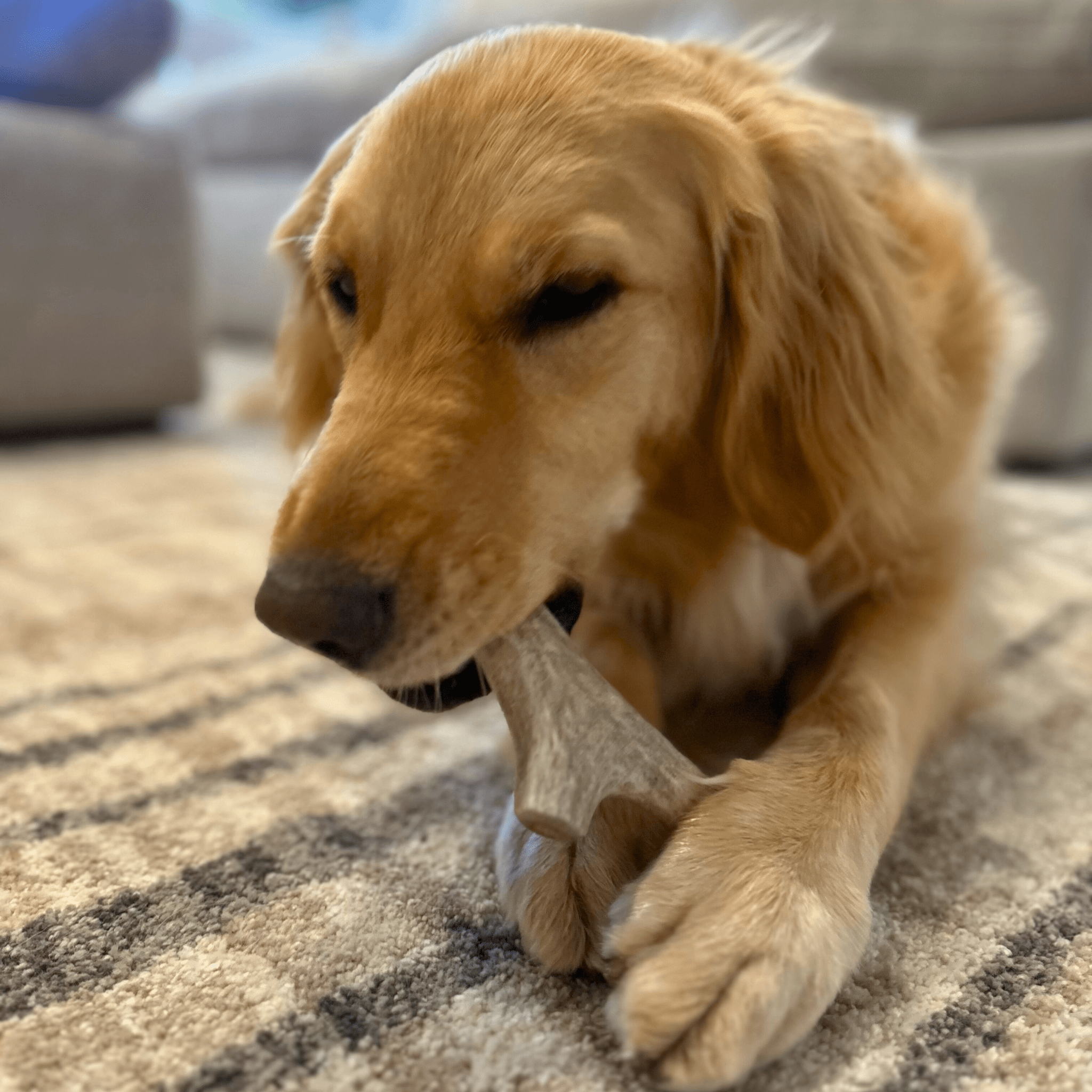 Whole Deer Antler Chew for Large Dogs (35 lbs and Up)