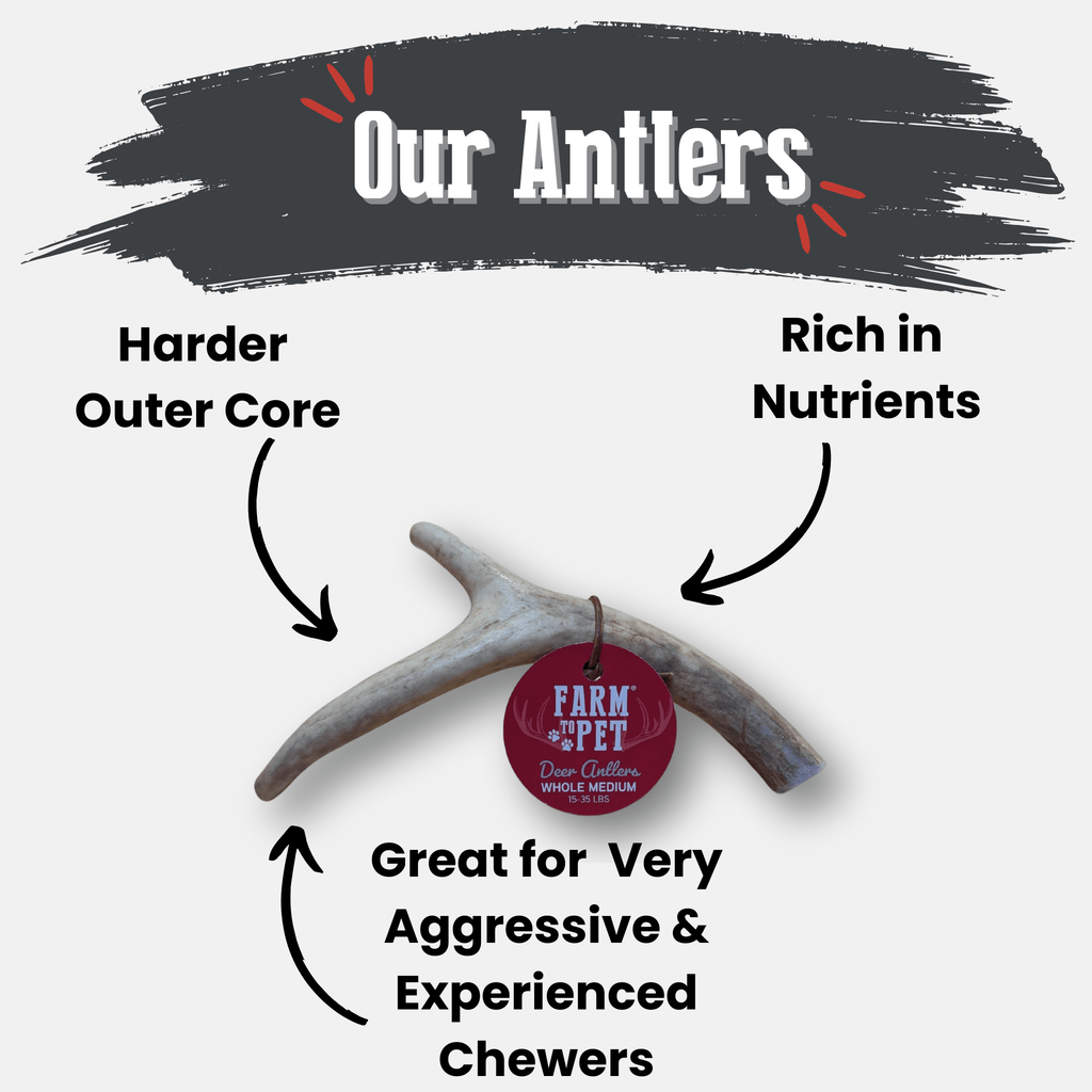 Whole Deer Antler Chew for Large Dogs (35 lbs and Up)