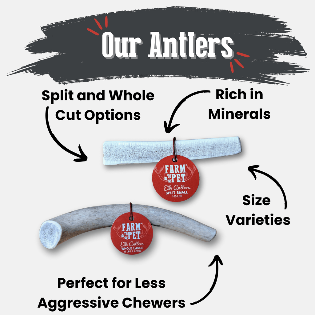 Elk Antler Dog Chew – Split or Whole, Wild-Gathered in Wyoming