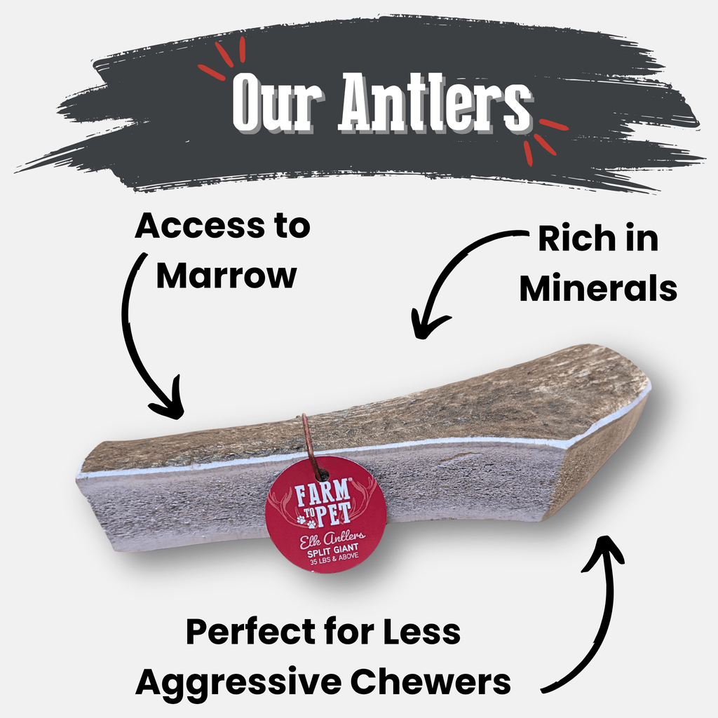 Elk Antler Dog Chew – Split or Whole, Wild-Gathered in Wyoming