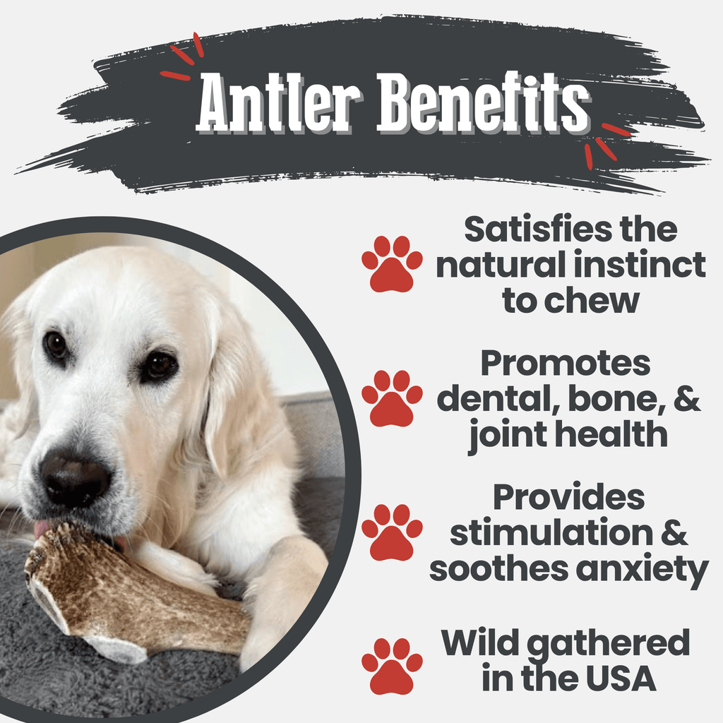 Elk Antler Dog Chew – Split or Whole, Wild-Gathered in Wyoming