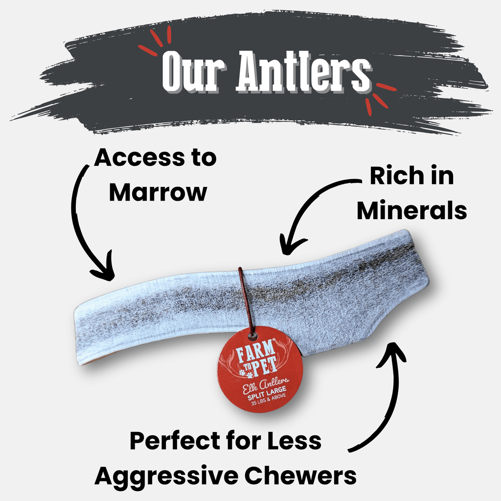 Elk Antler Dog Chew – Split or Whole, Wild-Gathered in Wyoming