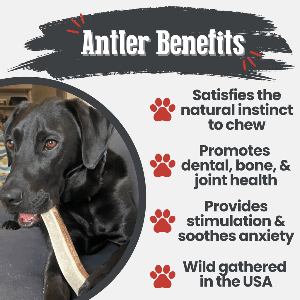 Elk Antler Dog Chew – Split or Whole, Wild-Gathered in Wyoming