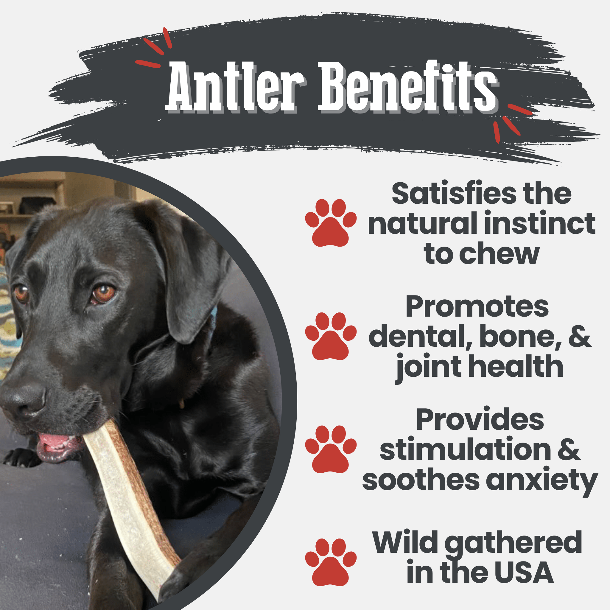 Elk Antler Dog Chew – Split or Whole, Wild-Gathered in Wyoming