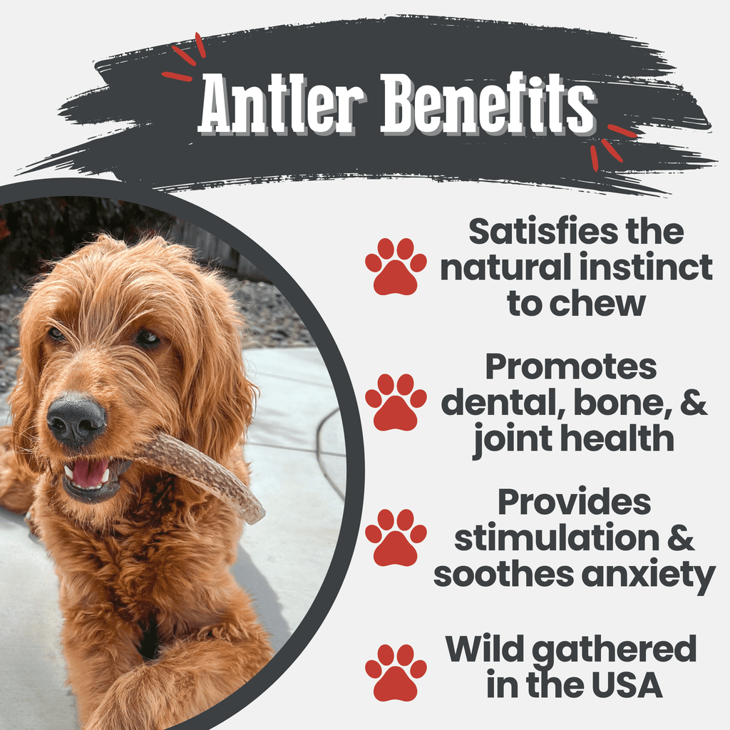 Elk Antler Dog Chew – Split or Whole, Wild-Gathered in Wyoming