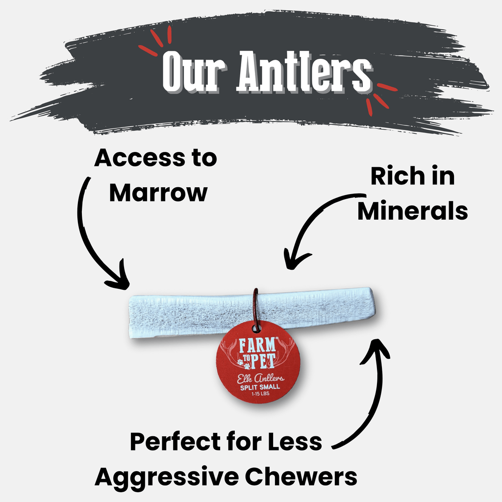 Elk Antler Dog Chew – Split or Whole, Wild-Gathered in Wyoming