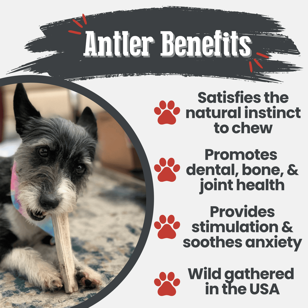 Elk Antler Dog Chew – Split or Whole, Wild-Gathered in Wyoming