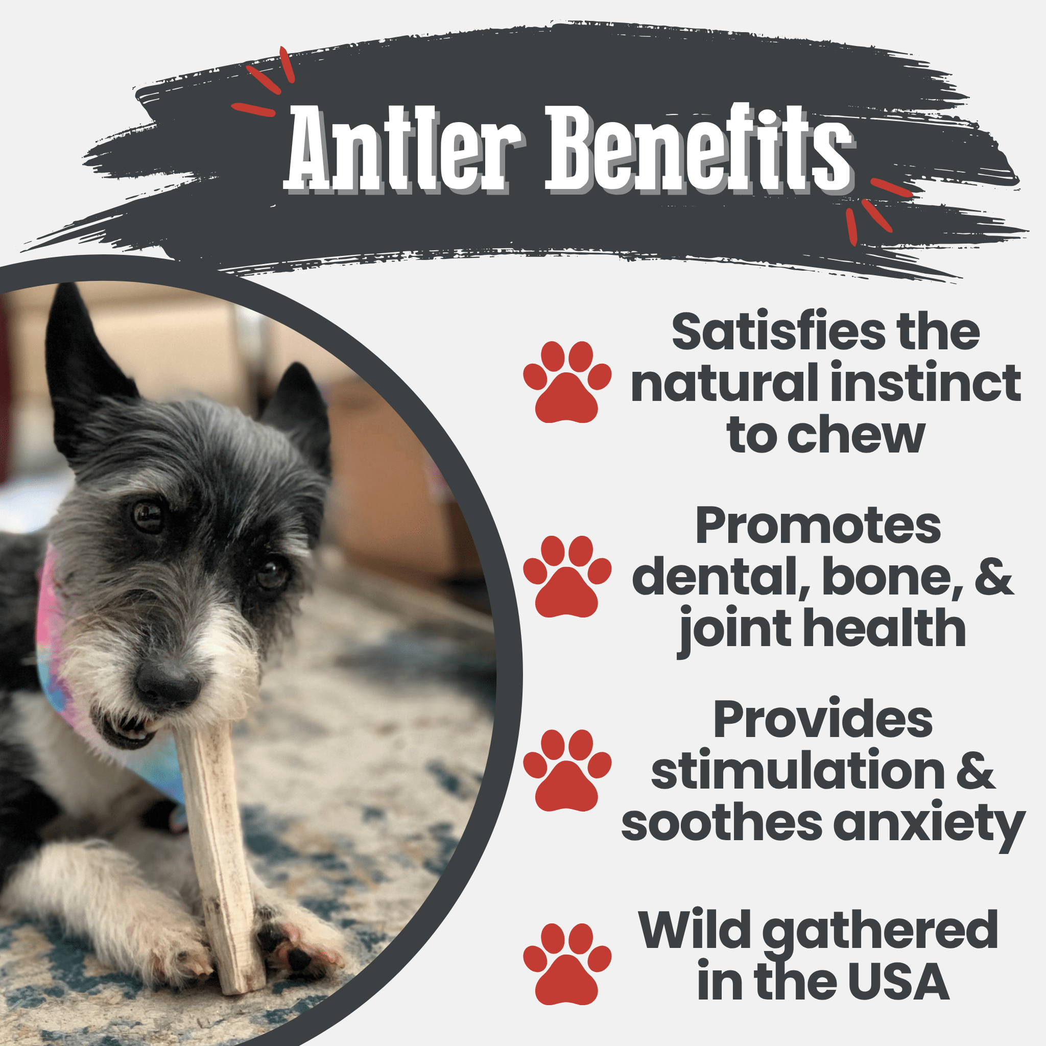 Elk Antler Dog Chew – Split or Whole, Wild-Gathered in Wyoming