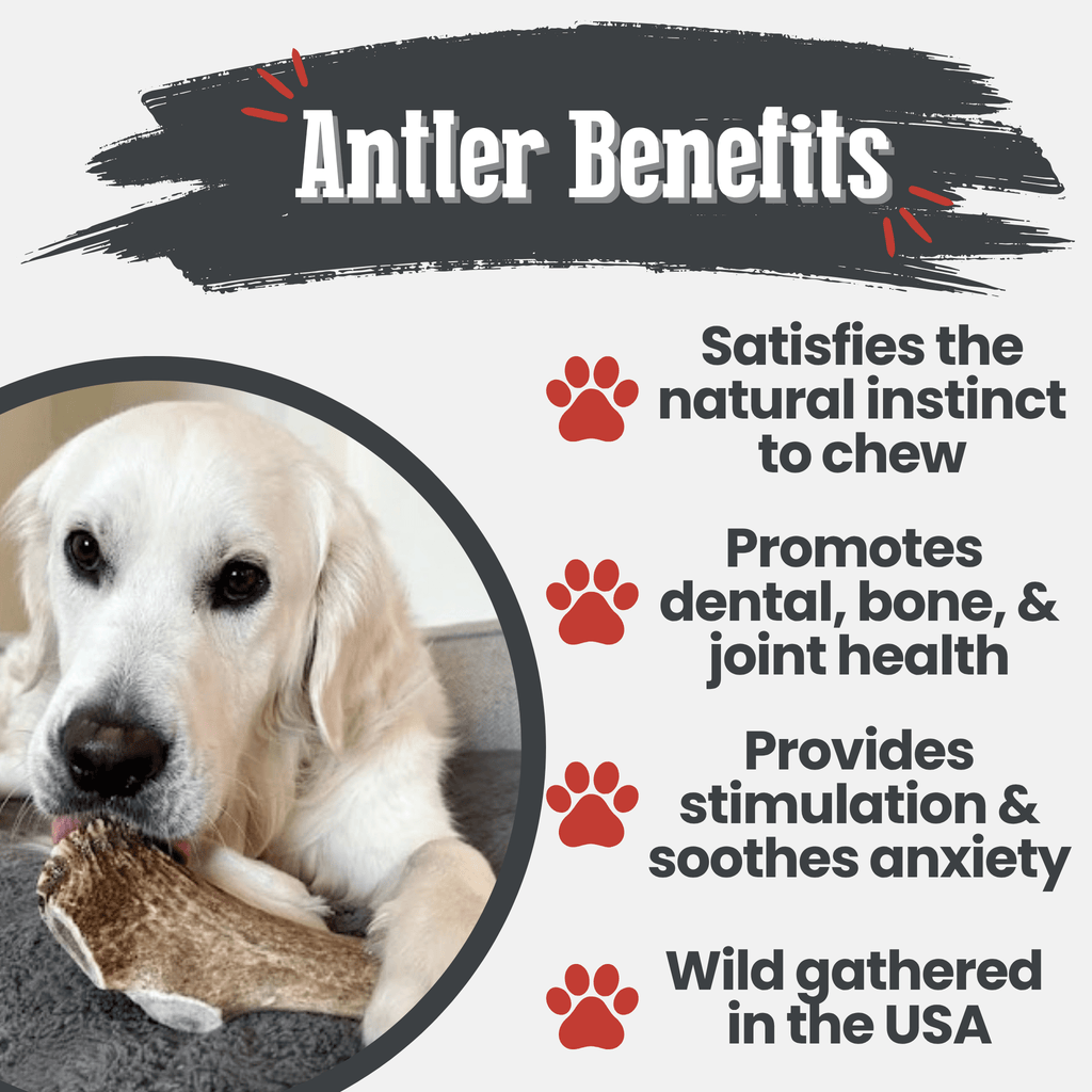 Elk Antler Dog Chew – Split or Whole, Wild-Gathered in Wyoming
