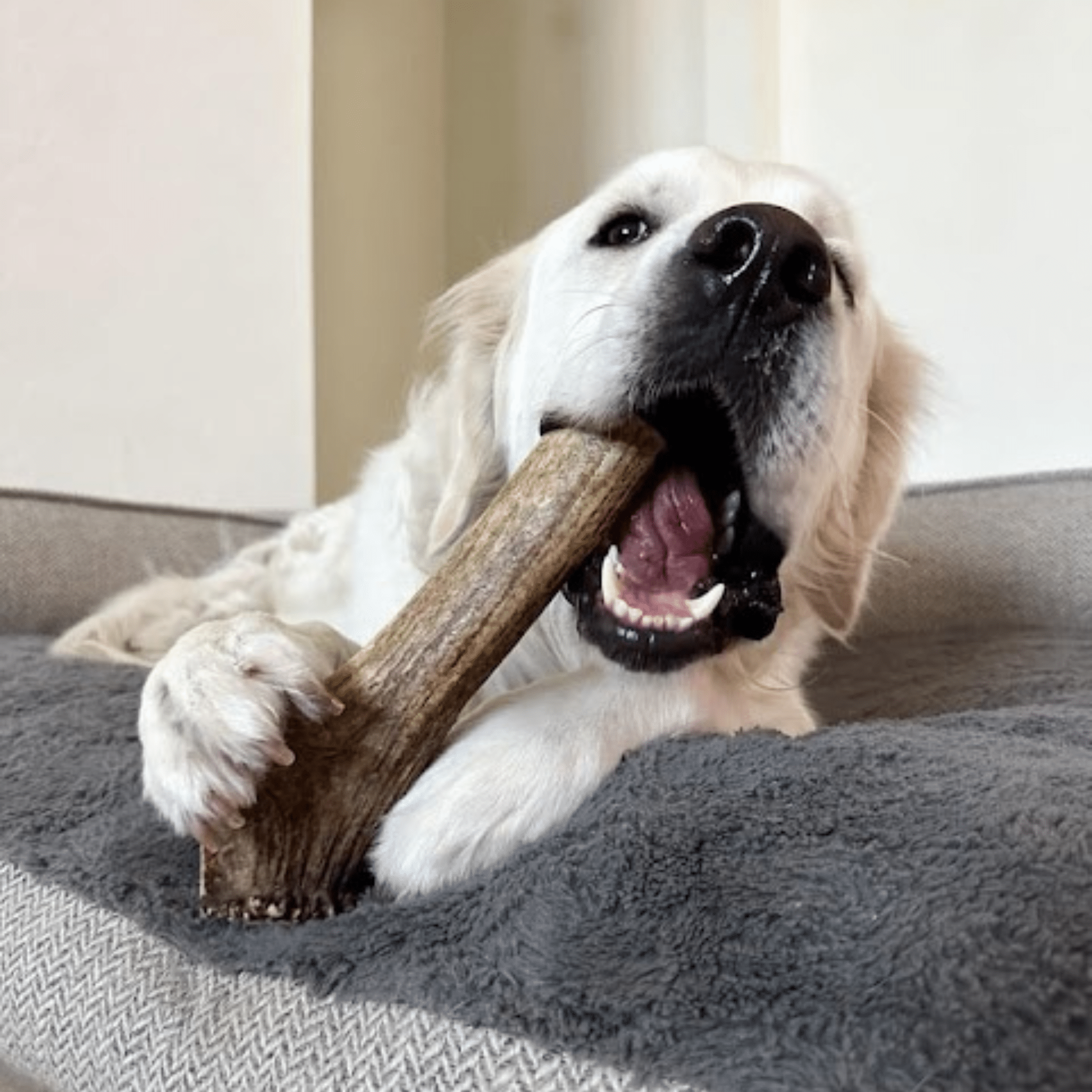 Elk Antler Dog Chew – Split or Whole, Wild-Gathered in Wyoming