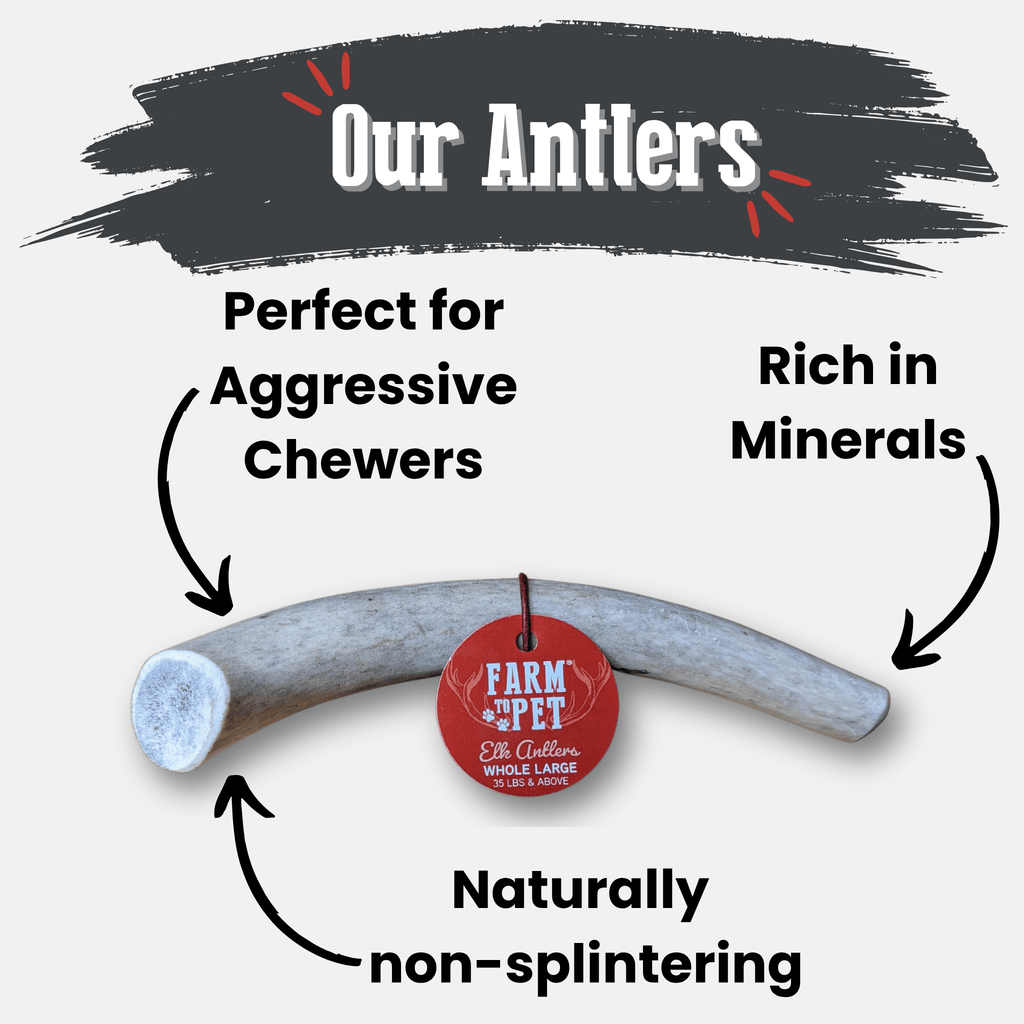 Elk Antler Dog Chew – Split or Whole, Wild-Gathered in Wyoming