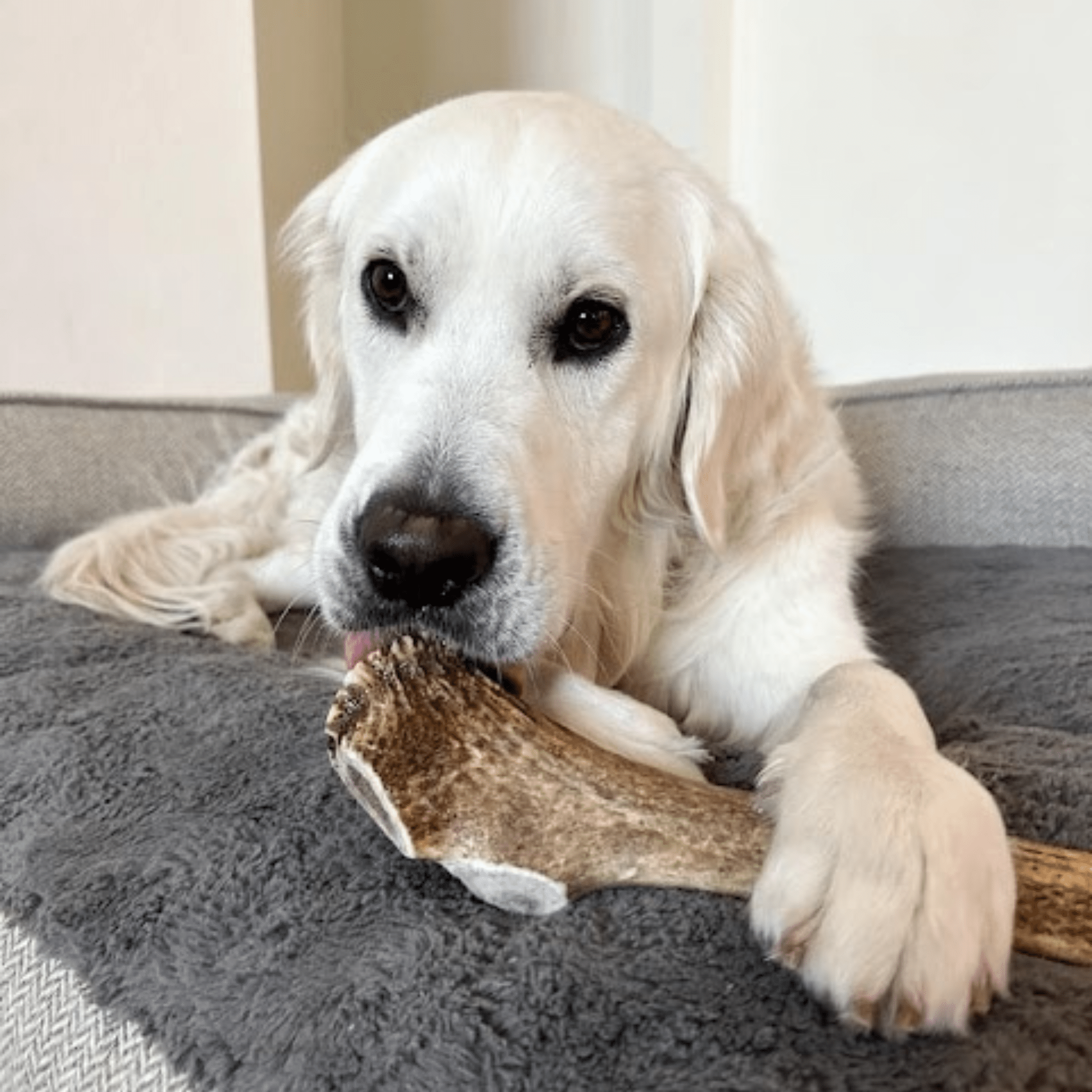 Elk Antler Dog Chew – Split or Whole, Wild-Gathered in Wyoming