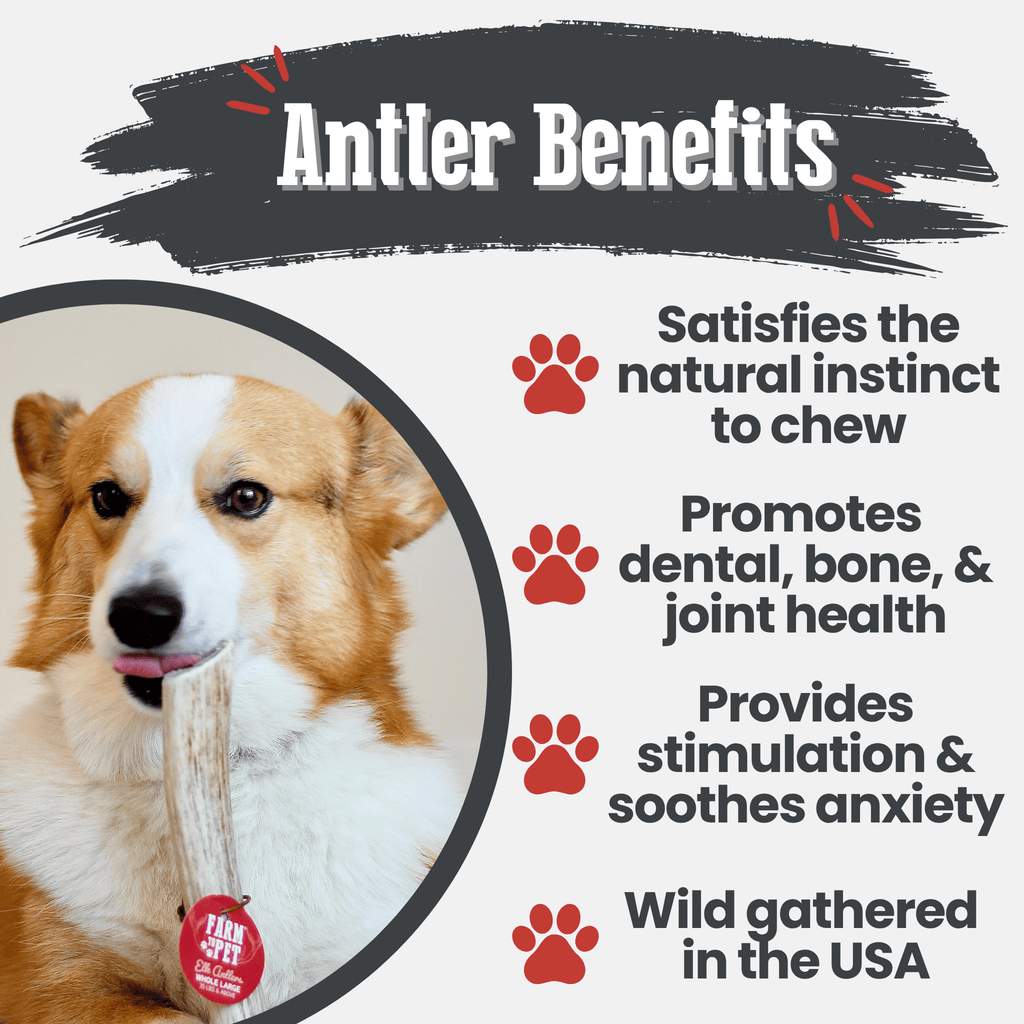 Elk Antler Dog Chew – Split or Whole, Wild-Gathered in Wyoming