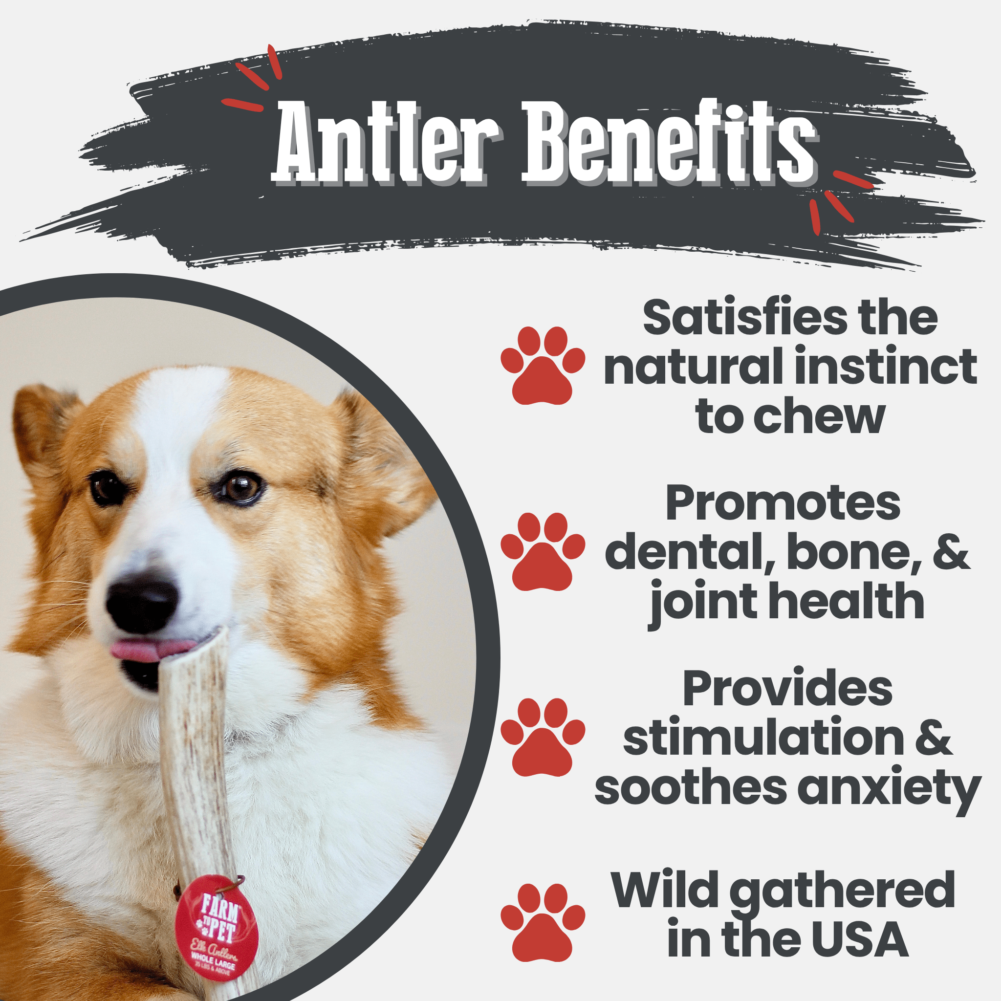 Elk Antler Dog Chew – Split or Whole, Wild-Gathered in Wyoming