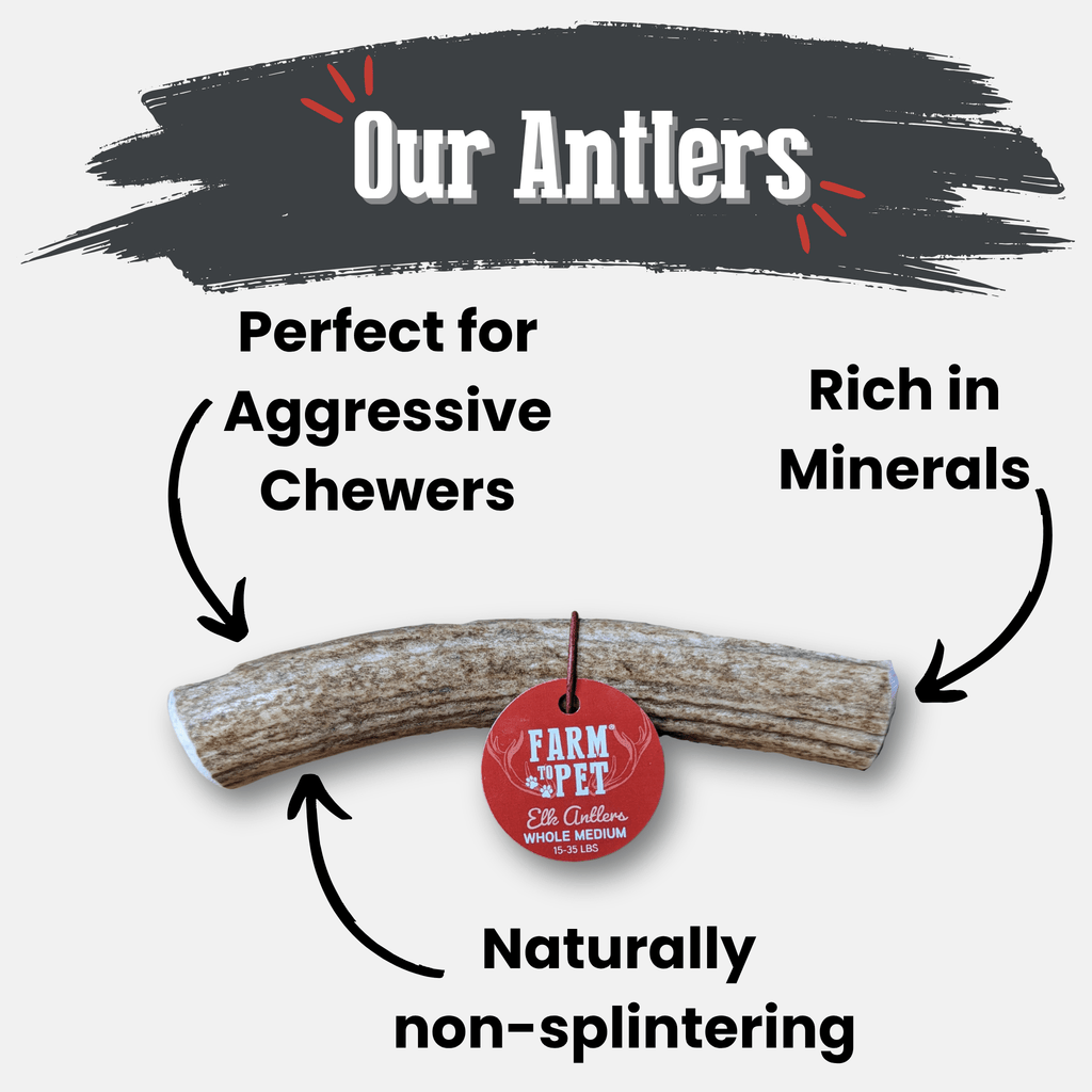 Elk Antler Dog Chew – Split or Whole, Wild-Gathered in Wyoming