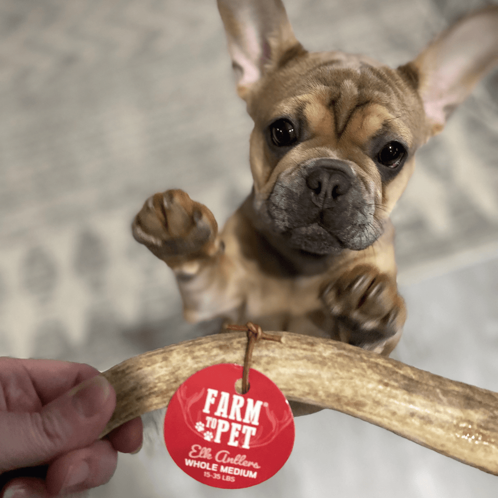 Elk Antler Dog Chew – Split or Whole, Wild-Gathered in Wyoming