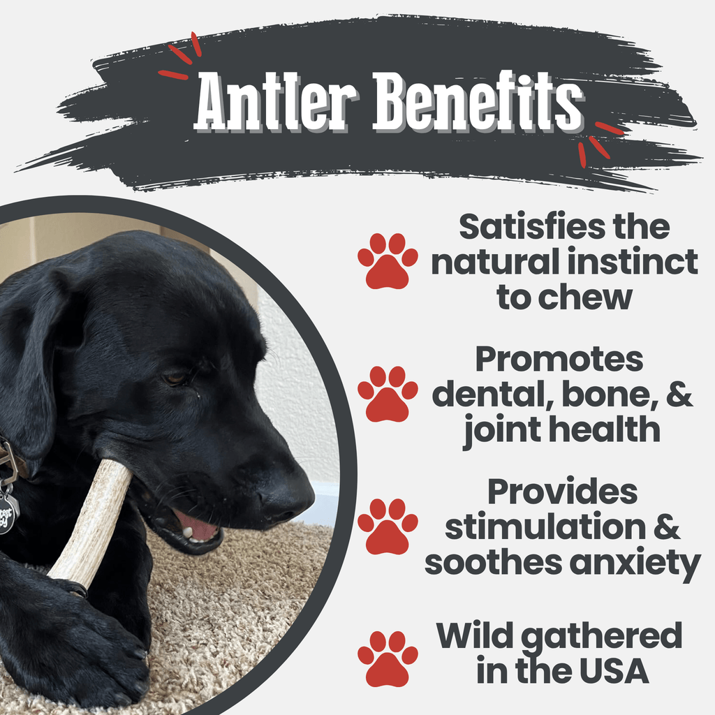 Elk Antler Dog Chew – Split or Whole, Wild-Gathered in Wyoming