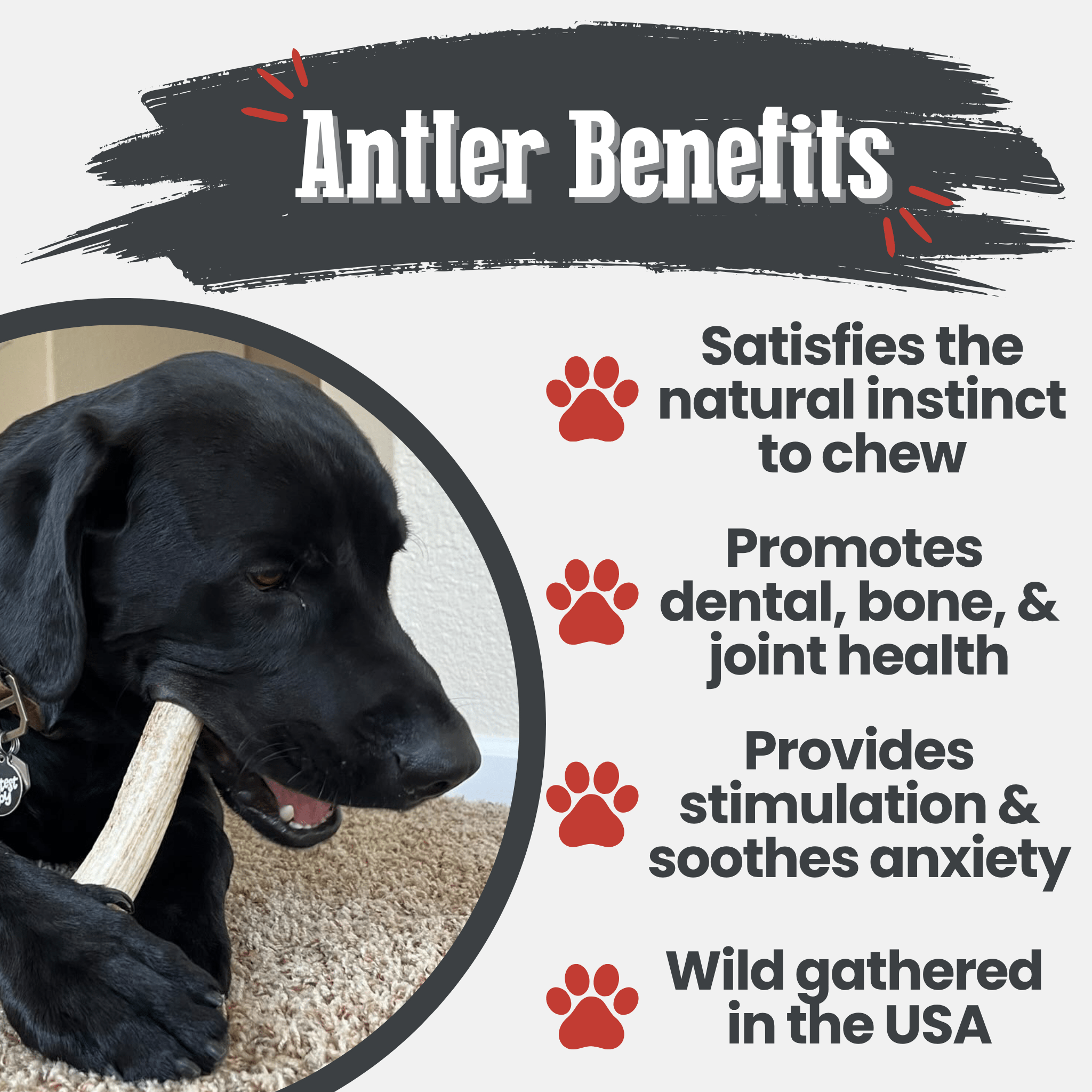 Elk Antler Dog Chew – Split or Whole, Wild-Gathered in Wyoming