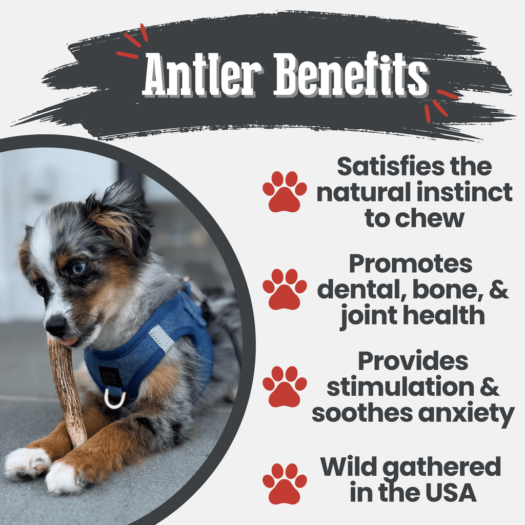 Elk Antler Dog Chew – Split or Whole, Wild-Gathered in Wyoming