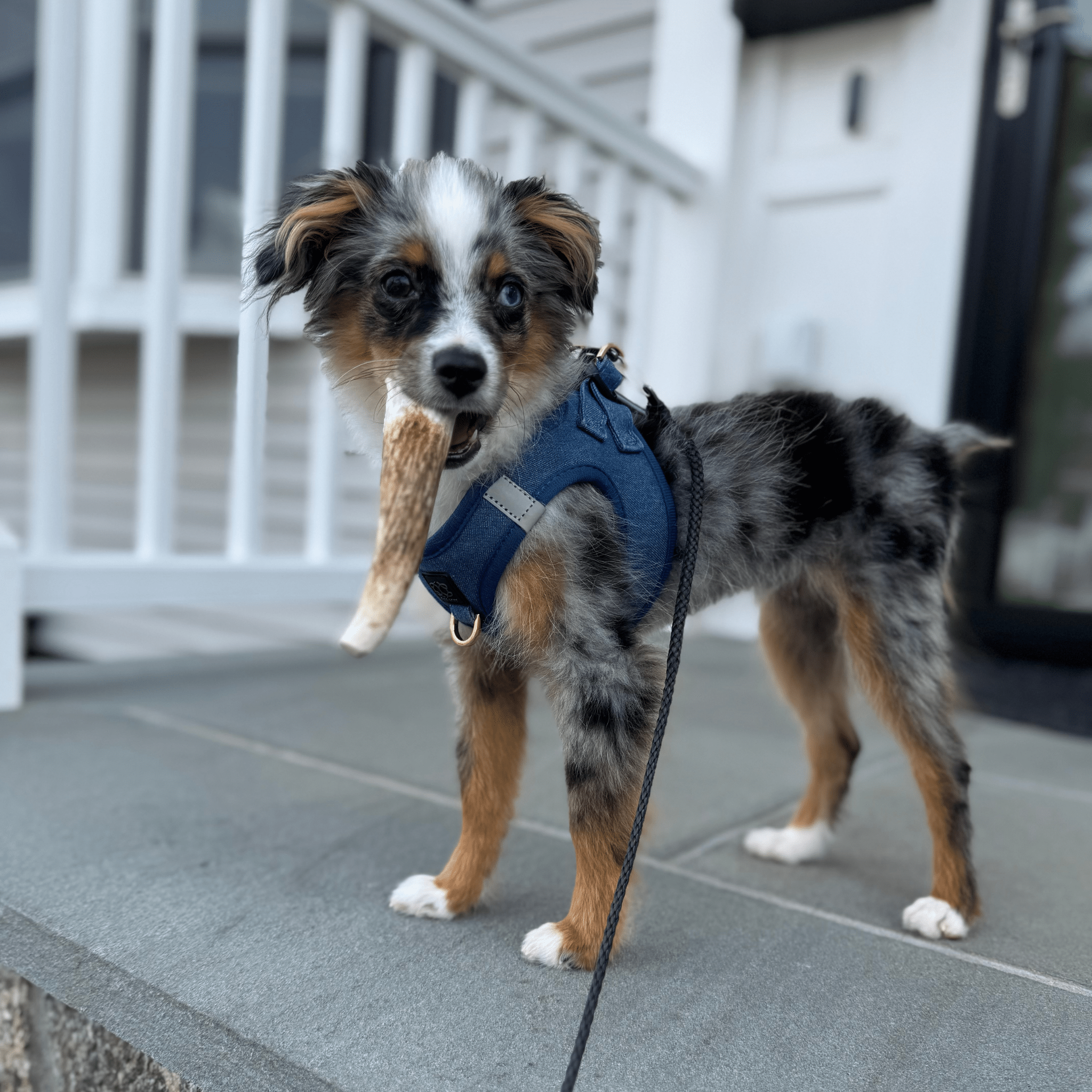 Elk Antler Dog Chew – Split or Whole, Wild-Gathered in Wyoming