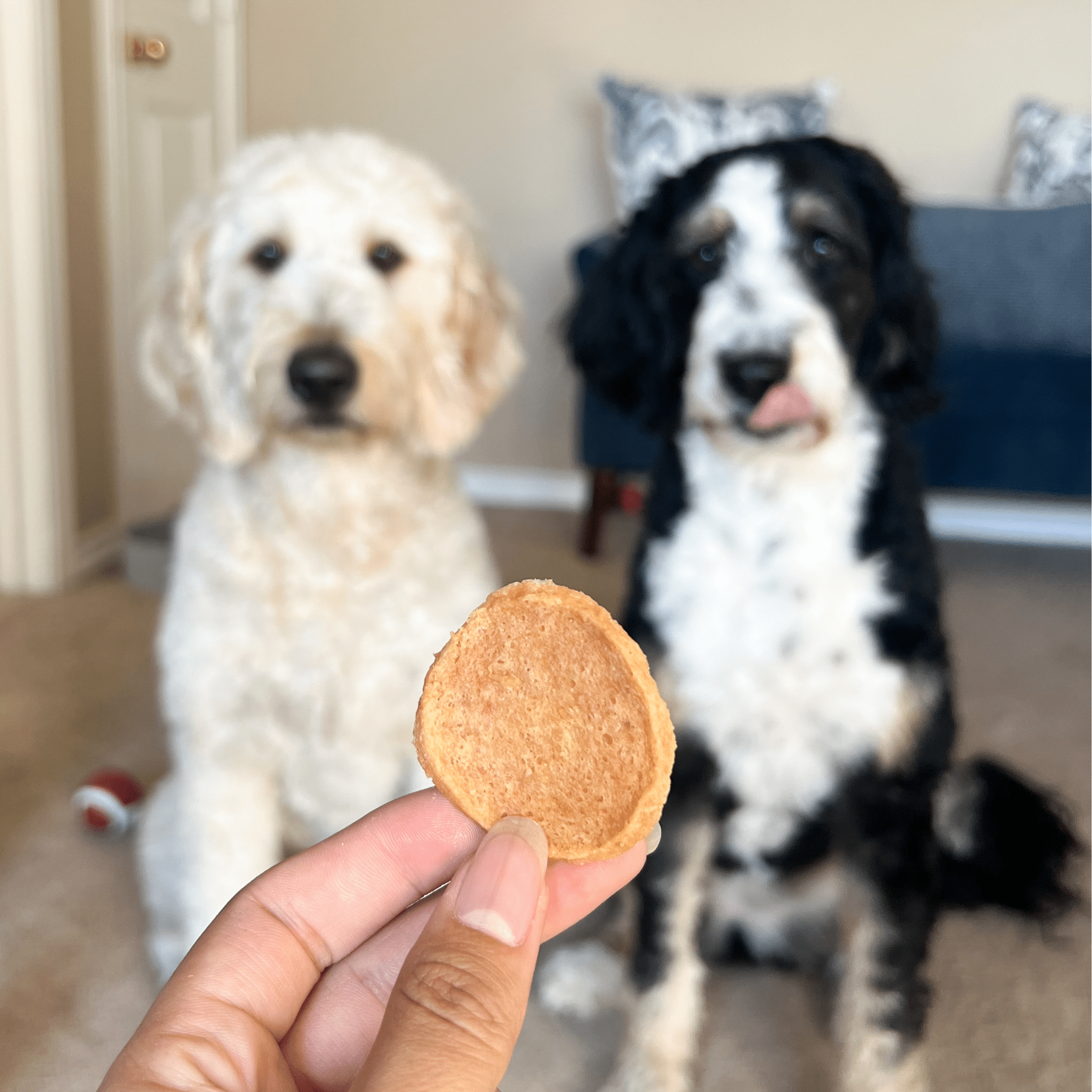 Chicken Chips Dog Treats – Single Ingredient, USA Made