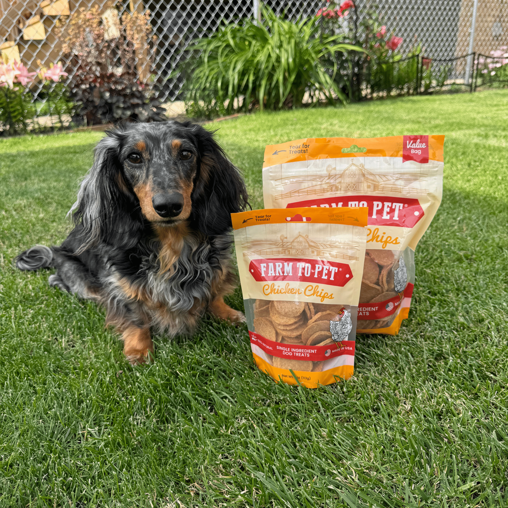 Chicken Chips Dog Treats – Single Ingredient, USA Made