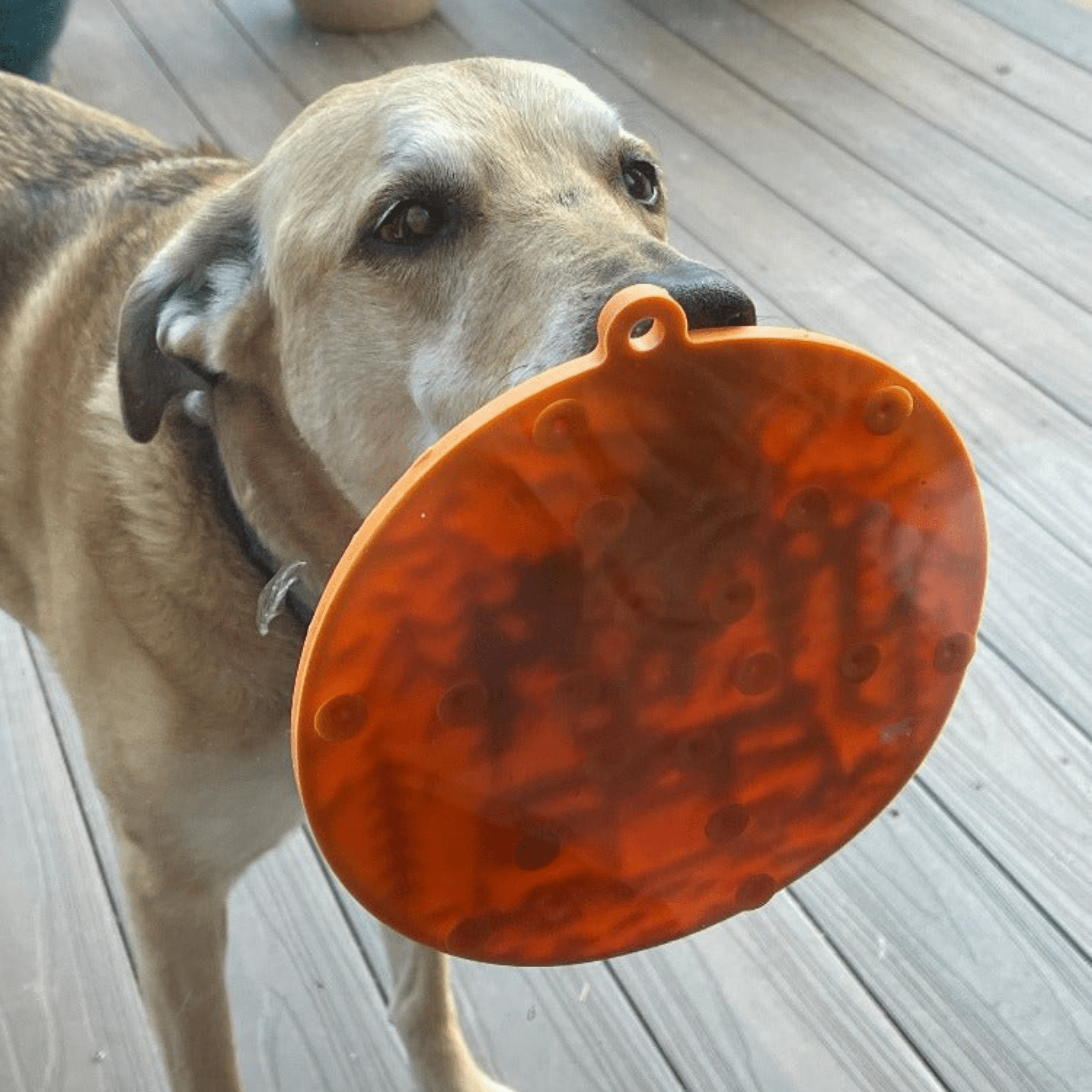 Suction Cup Lick Mat for Dogs and Cats, 8" Diameter, USA-Made Rubber