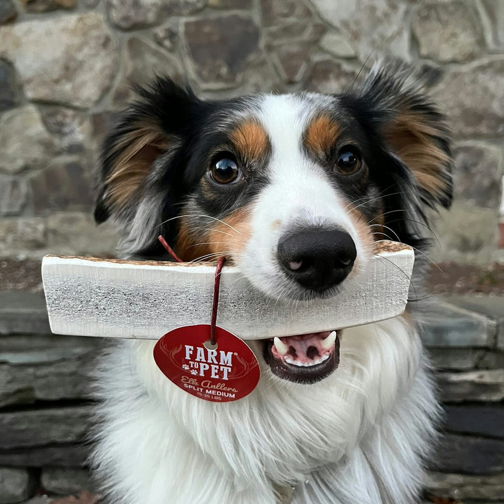 Elk Antler Dog Chew – Split or Whole, Wild-Gathered in Wyoming