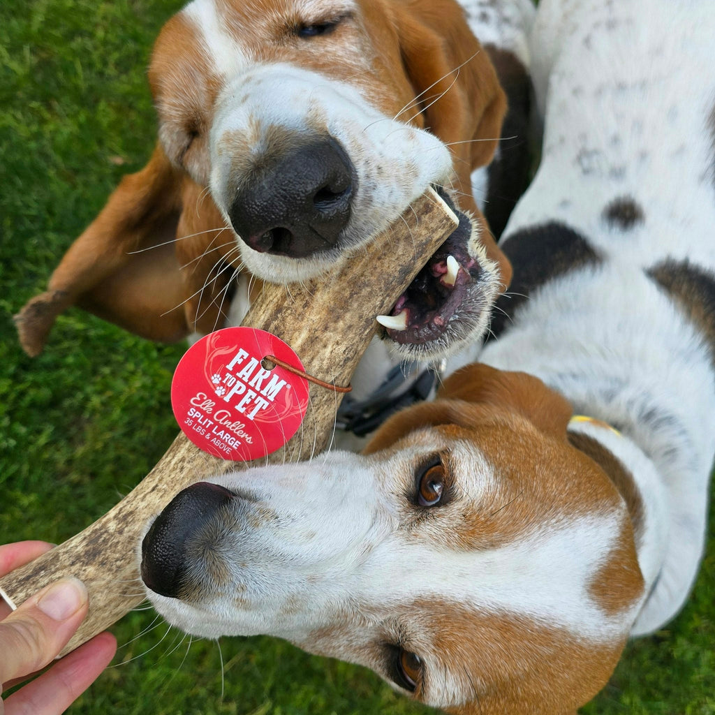 Elk Antler Dog Chew – Split or Whole, Wild-Gathered in Wyoming