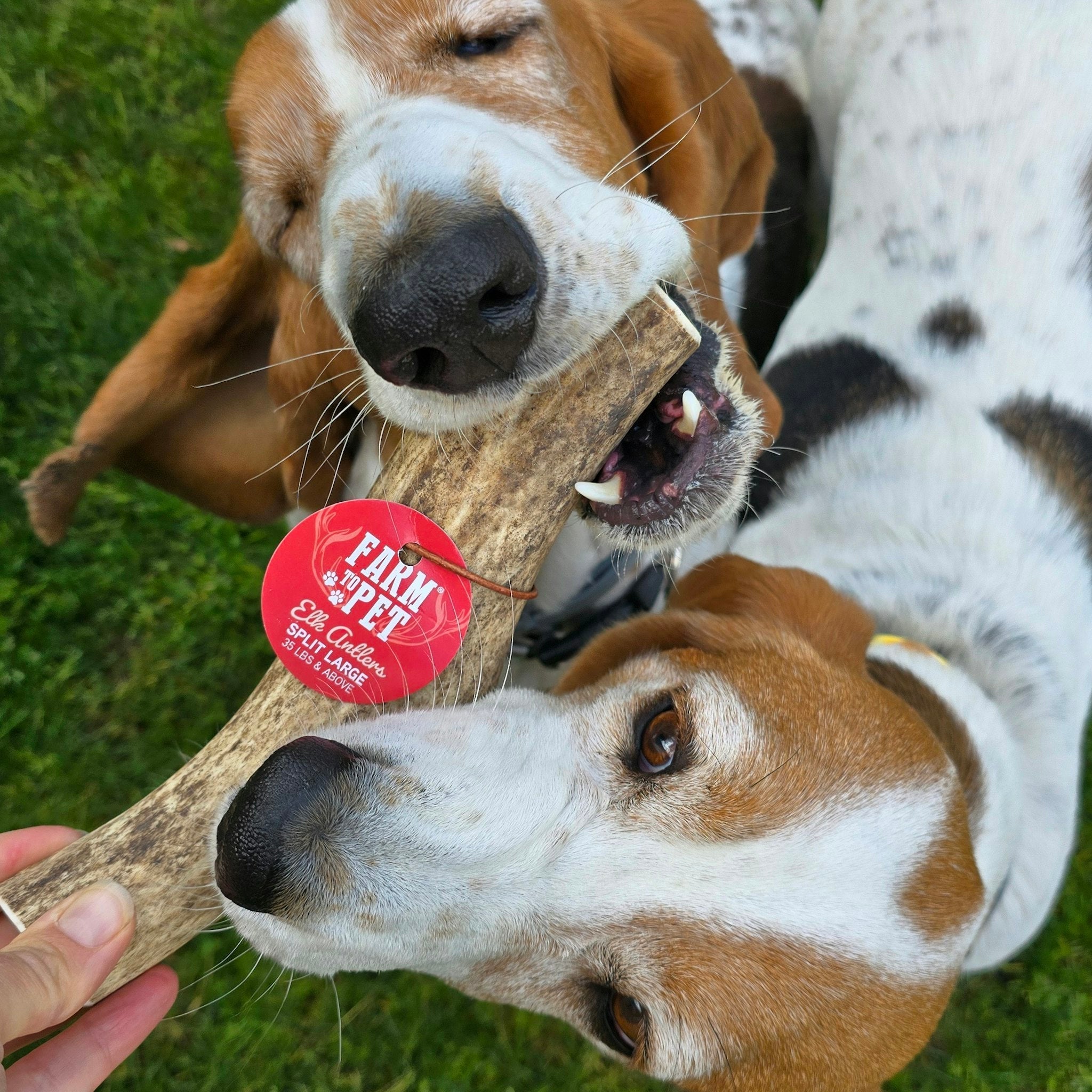 Elk Antler Dog Chew – Split or Whole, Wild-Gathered in Wyoming