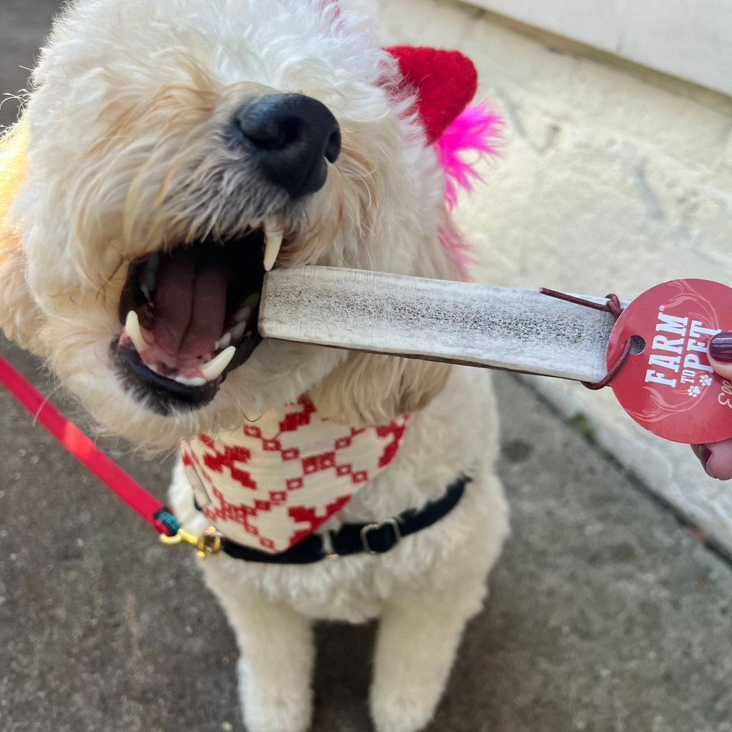 Elk Antler Dog Chew – Split or Whole, Wild-Gathered in Wyoming