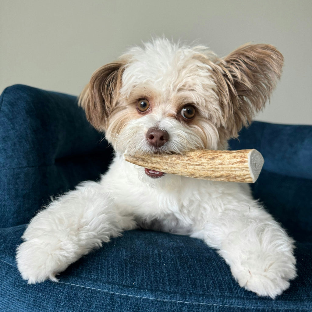 Elk Antler Dog Chew – Split or Whole, Wild-Gathered in Wyoming